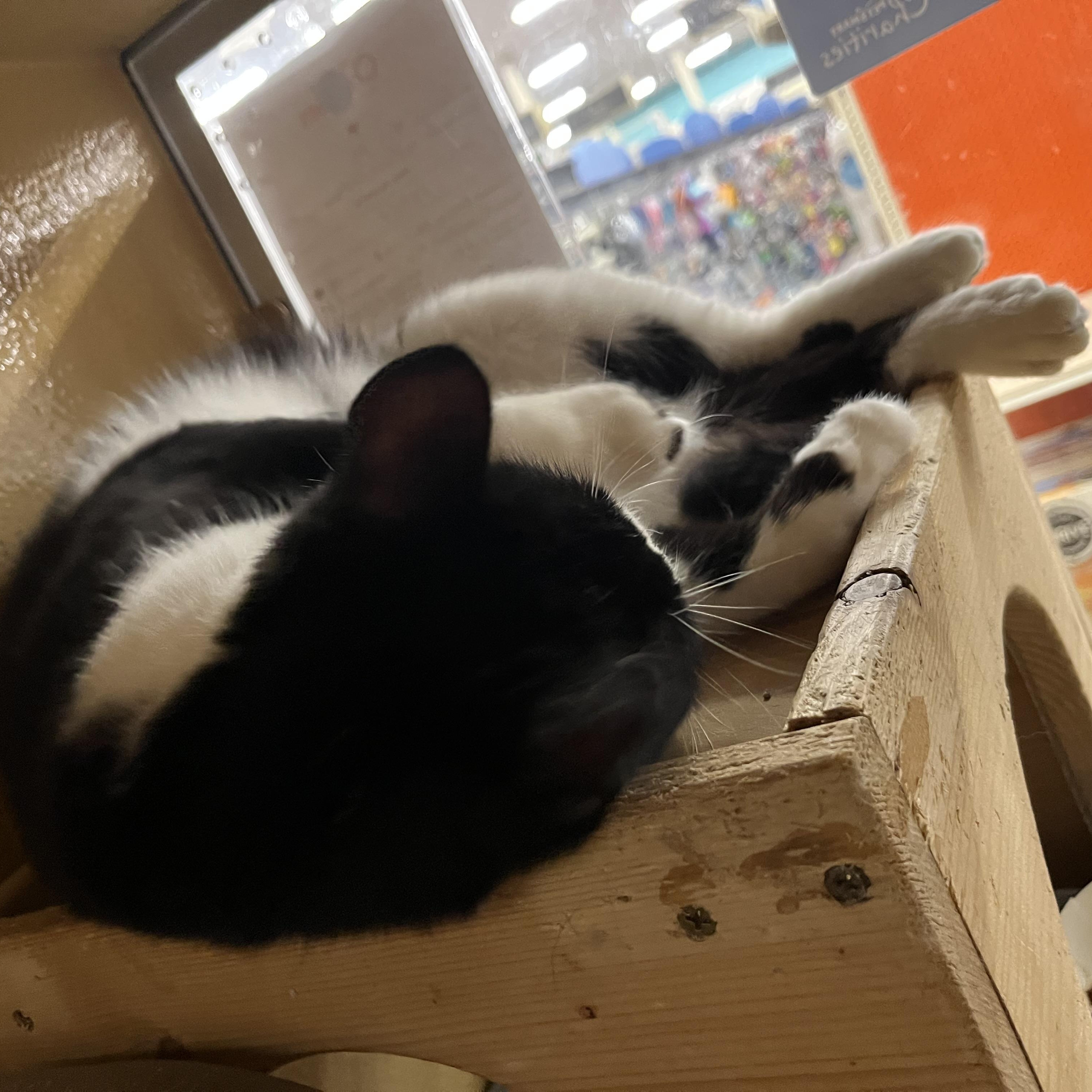 Boo Boo, a Adoptable Domestic Short Hair in Tustin, CA image 4/5