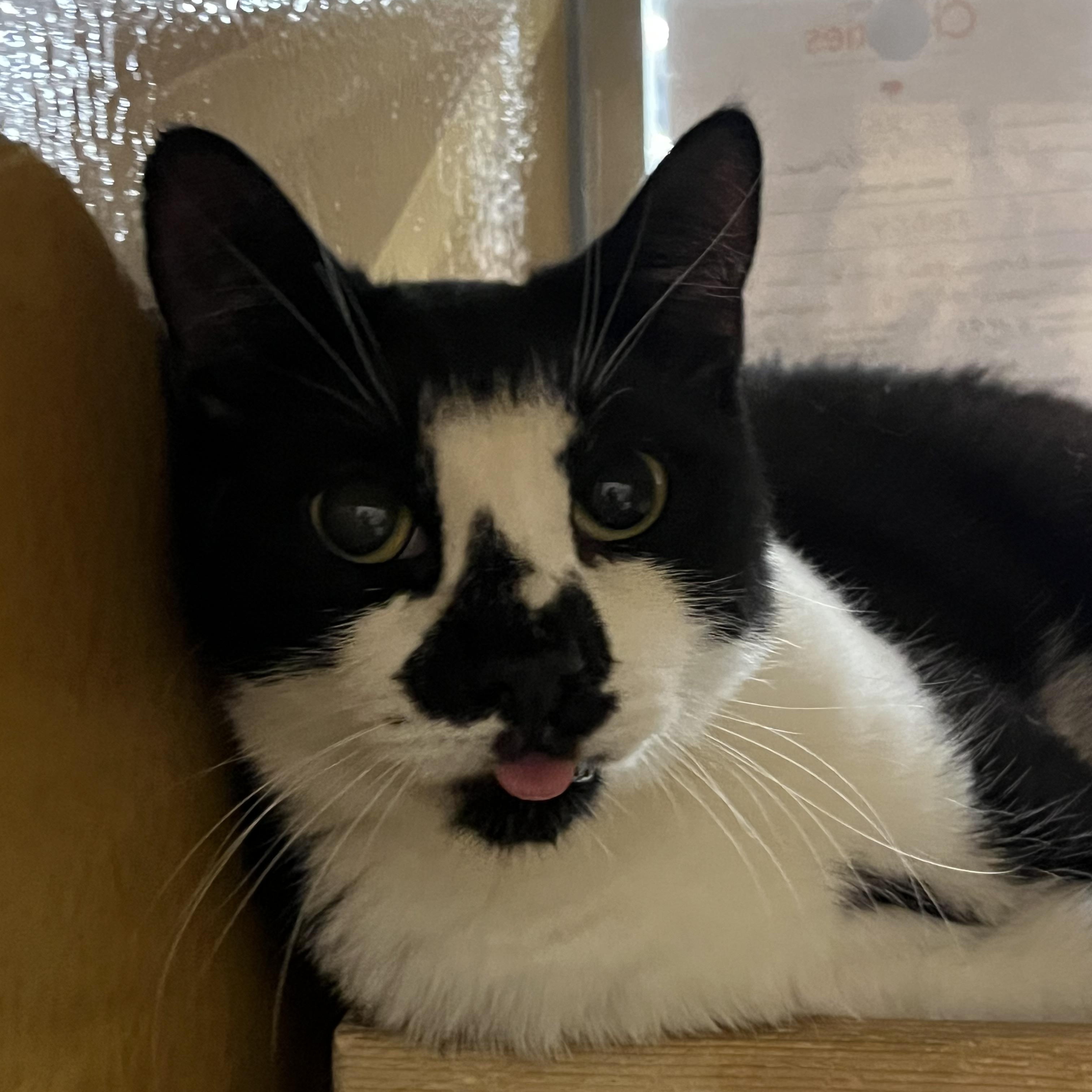 Boo Boo, Adoptable, Adult Male Domestic Short Hair.