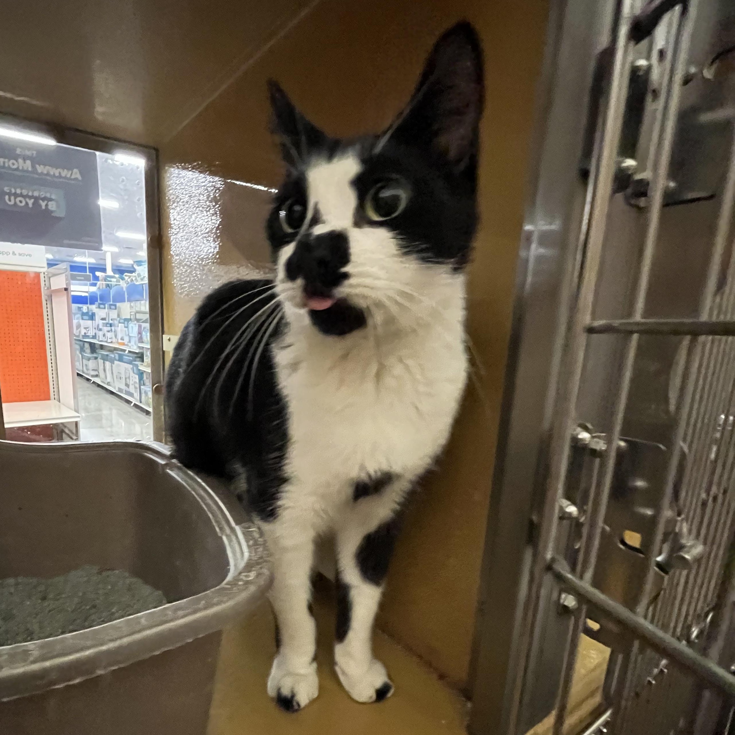 Boo Boo, a Adoptable Domestic Short Hair in Tustin, CA image 3/5