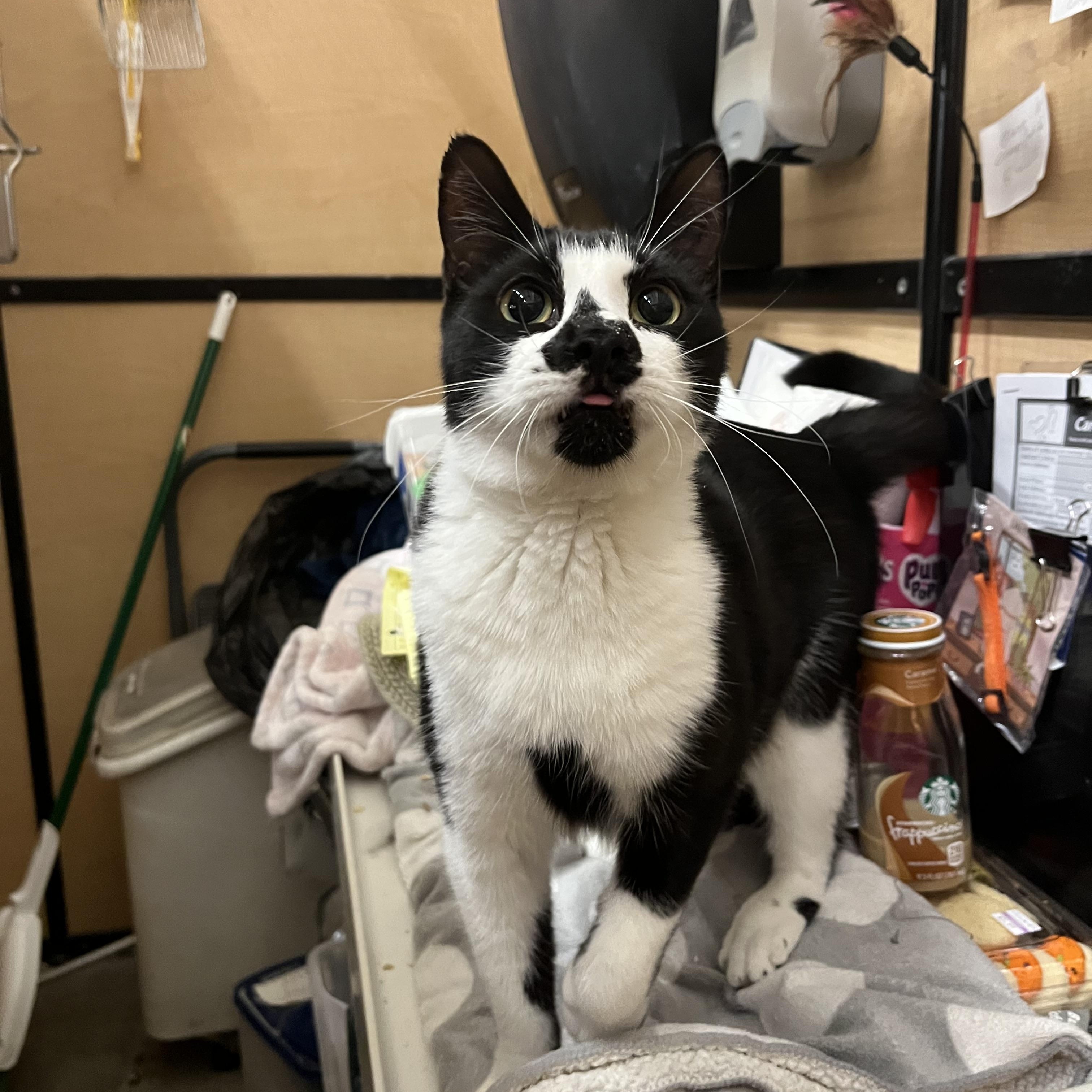 Boo Boo, a Adoptable Domestic Short Hair in Tustin, CA image 2/5