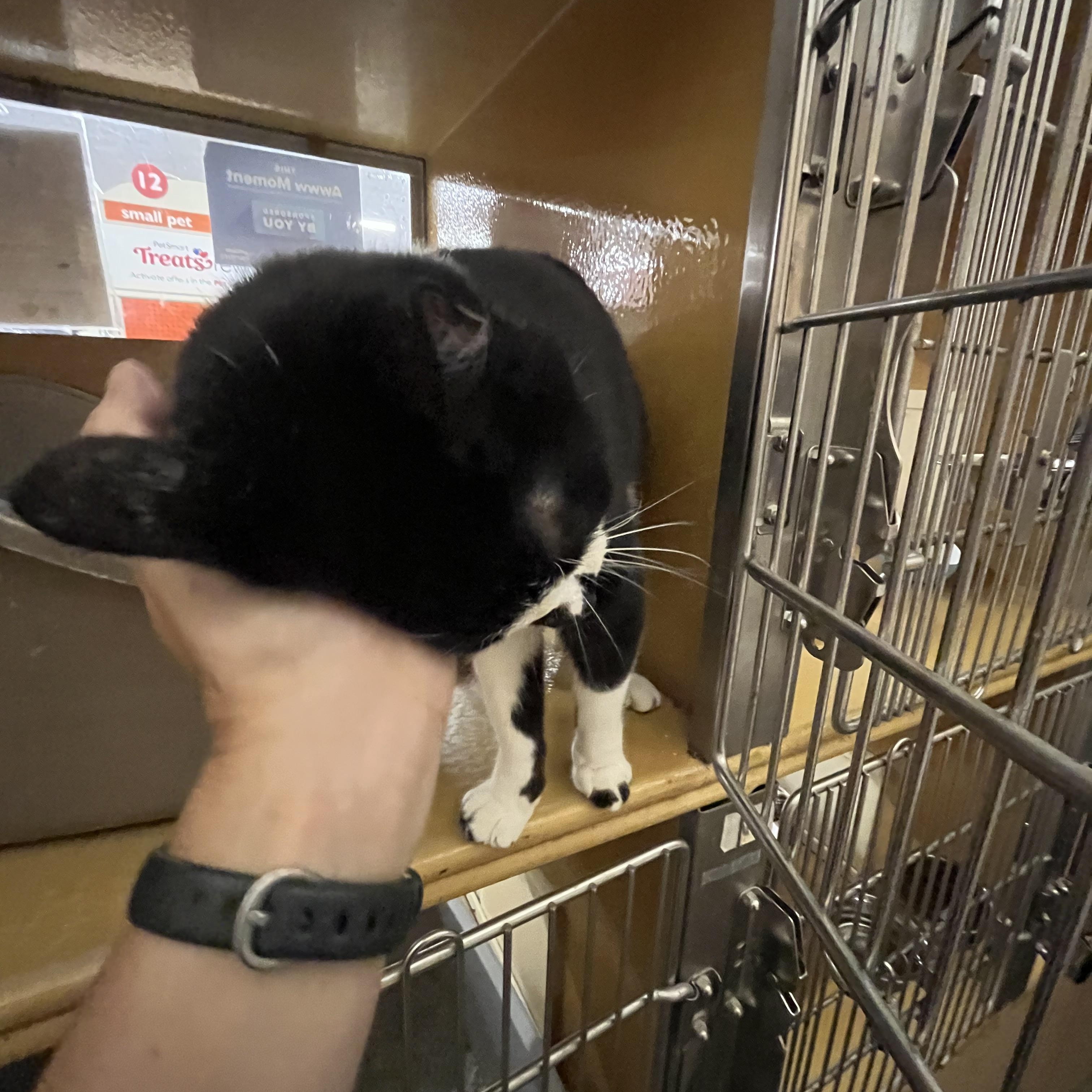 Boo Boo, a Adoptable Domestic Short Hair in Tustin, CA image 5/5