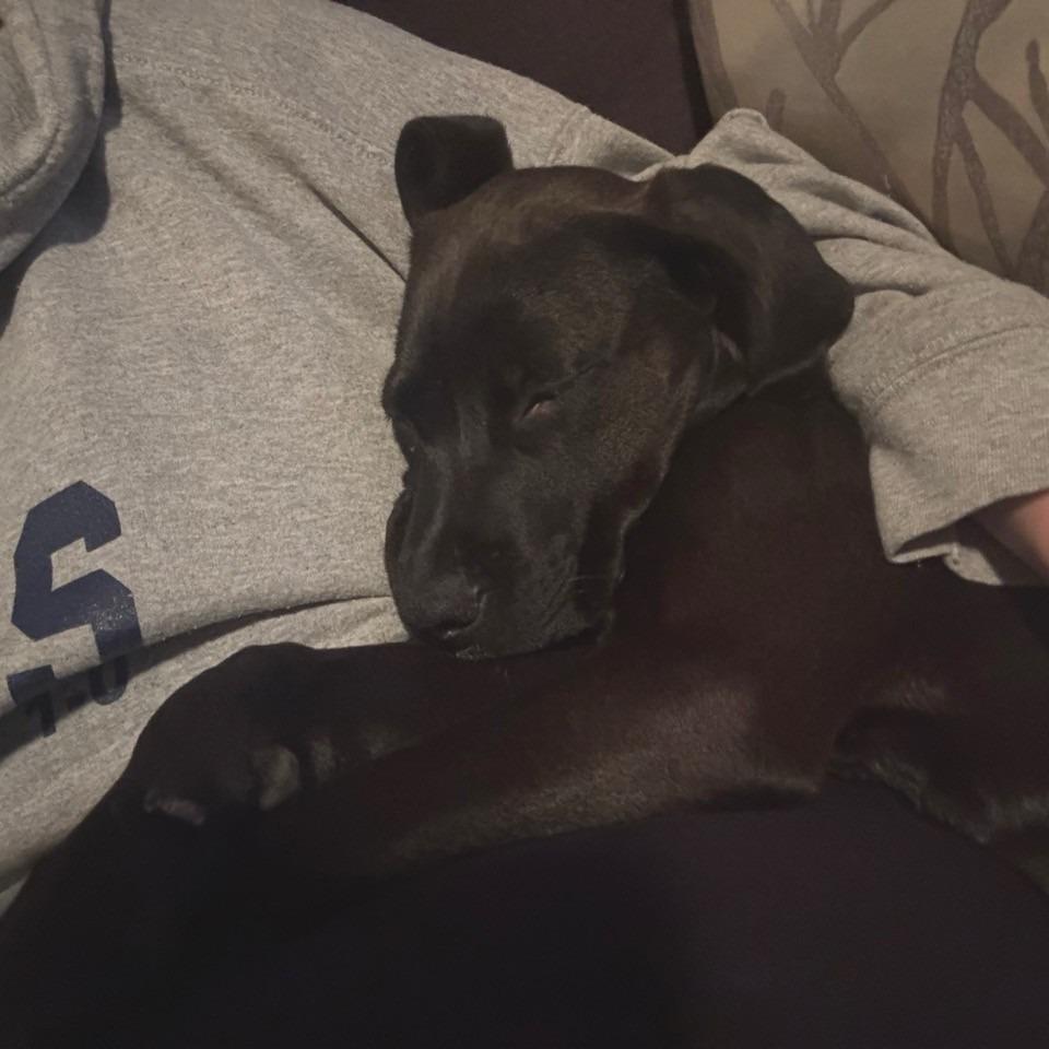 Harriet, Adoptable, Puppy Female Bullmastiff & Chocolate Labrador Retriever.