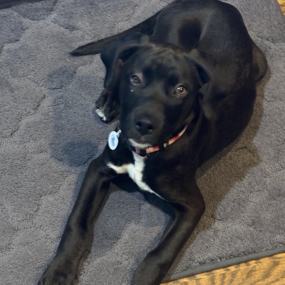 Enlarge Harriet, a Adoptable mixed breed in Kansas City, MO image 2/6