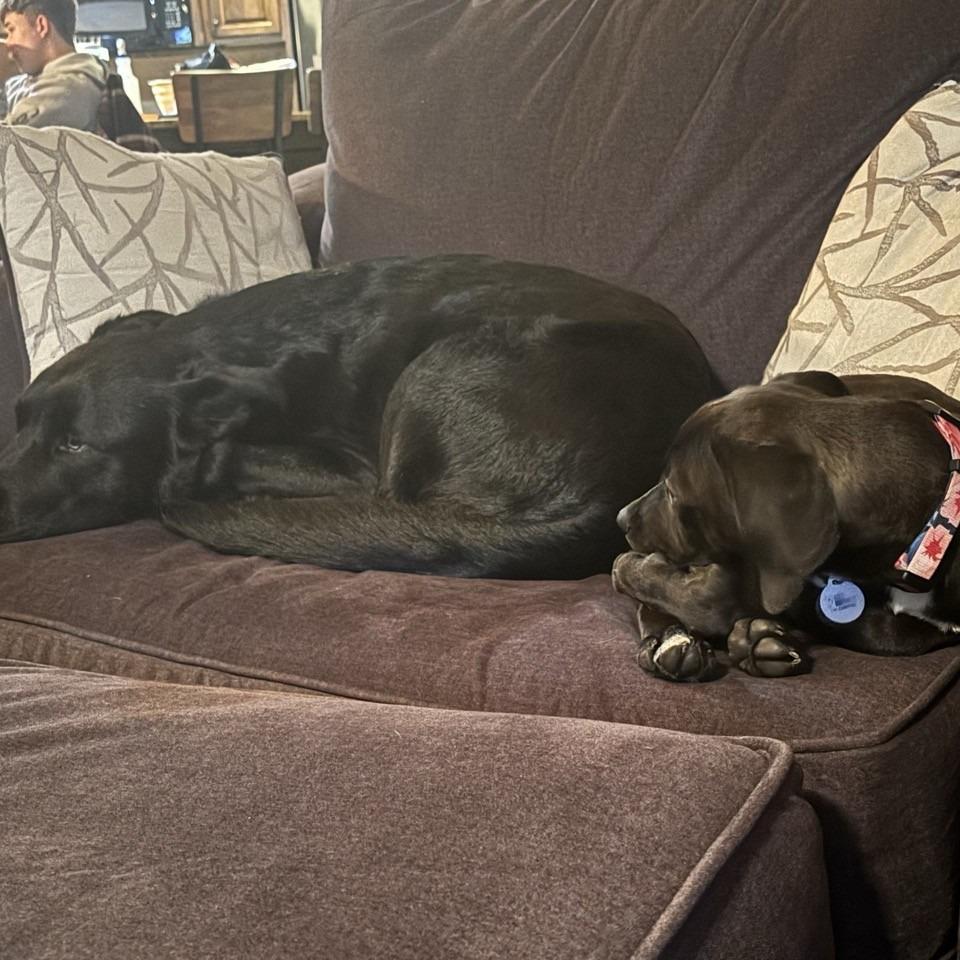 Enlarge Harriet, a Adoptable mixed breed in Kansas City, MO image 3/6