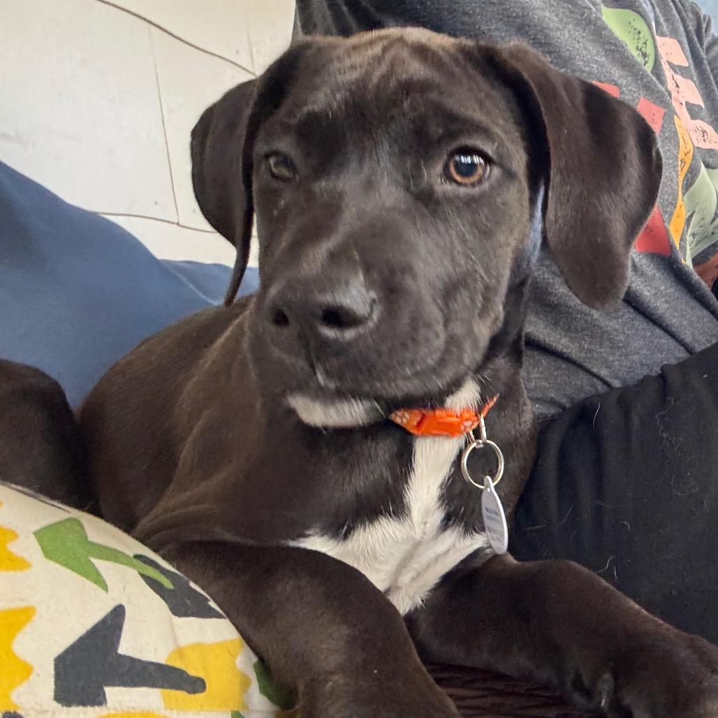 Enlarge Harriet, a Adoptable mixed breed in Kansas City, MO image 4/6