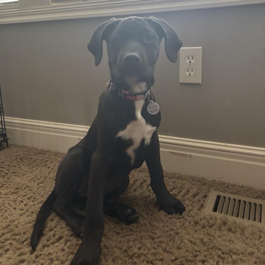 Enlarge Harriet, a Adoptable mixed breed in Kansas City, MO image 5/6