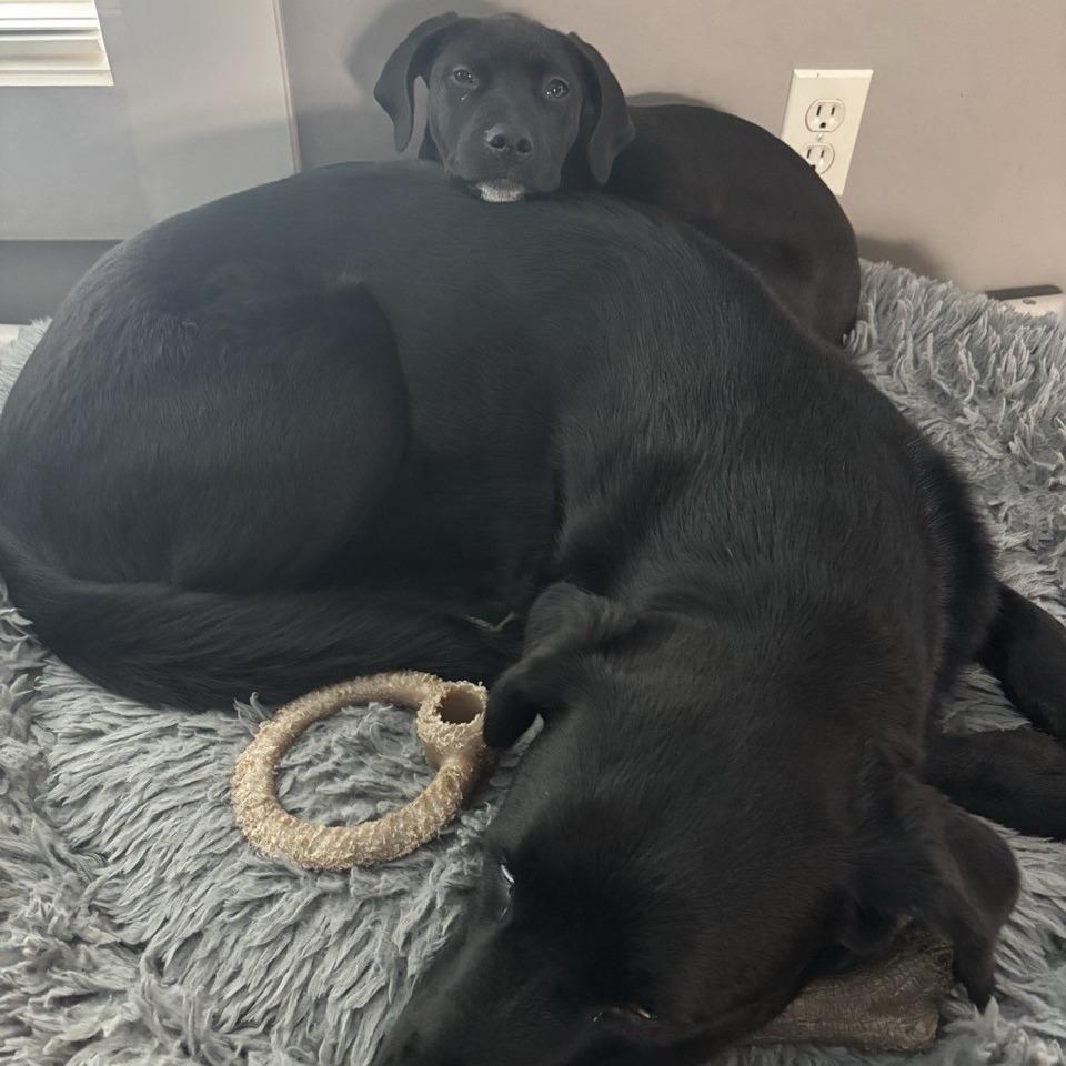 Enlarge Harriet, a Adoptable mixed breed in Kansas City, MO image 6/6