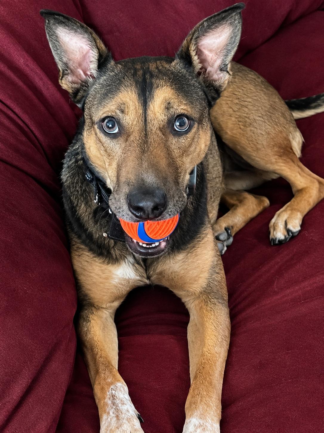 Hazel, Adoptable, Adult Female Belgian Shepherd / Malinois & Pit Bull Terrier.