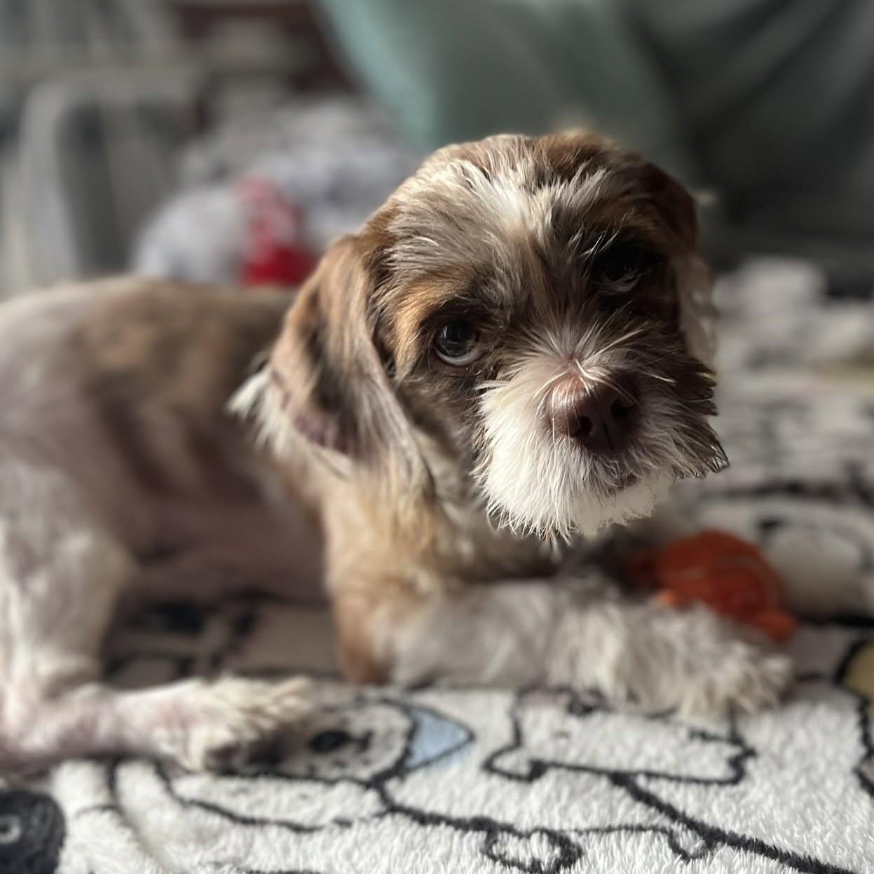Buster, Adoptable, Young Male Shih Tzu.