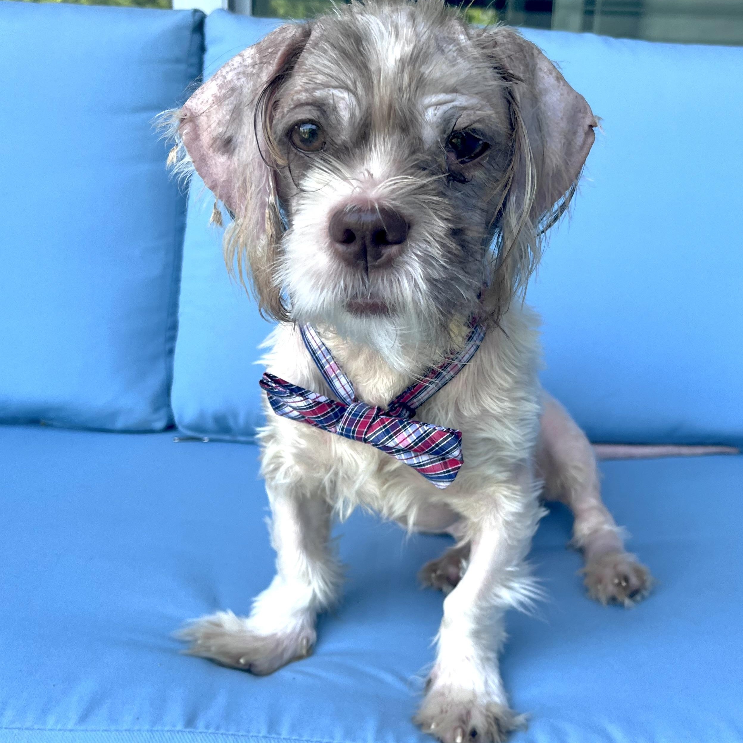 Buster, Adoptable, Young Male Shih Tzu.