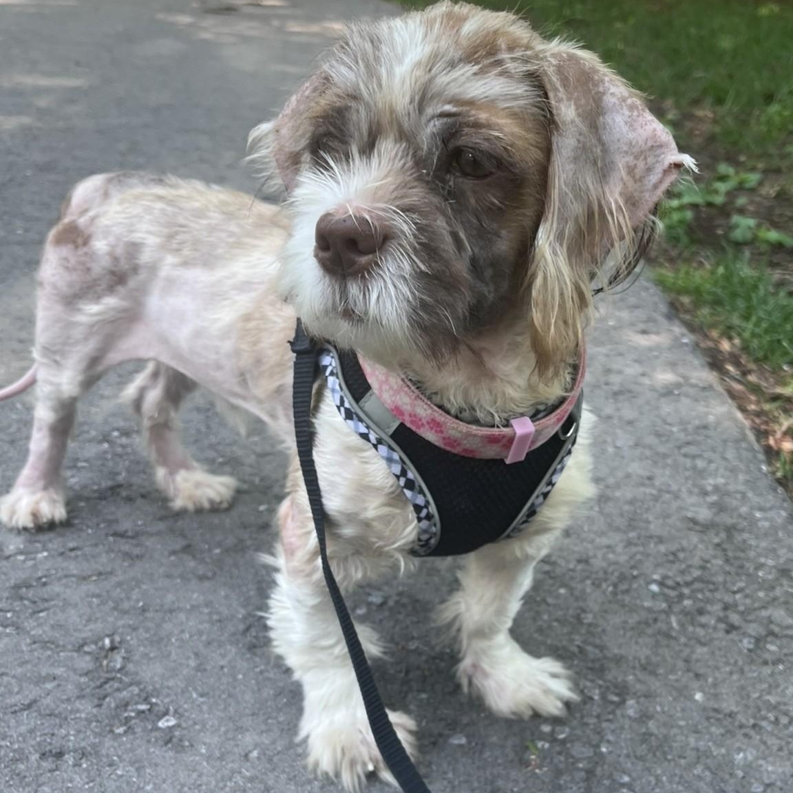 Enlarge Buster, a Adoptable mixed breed in Scarborough, ON image 4/6