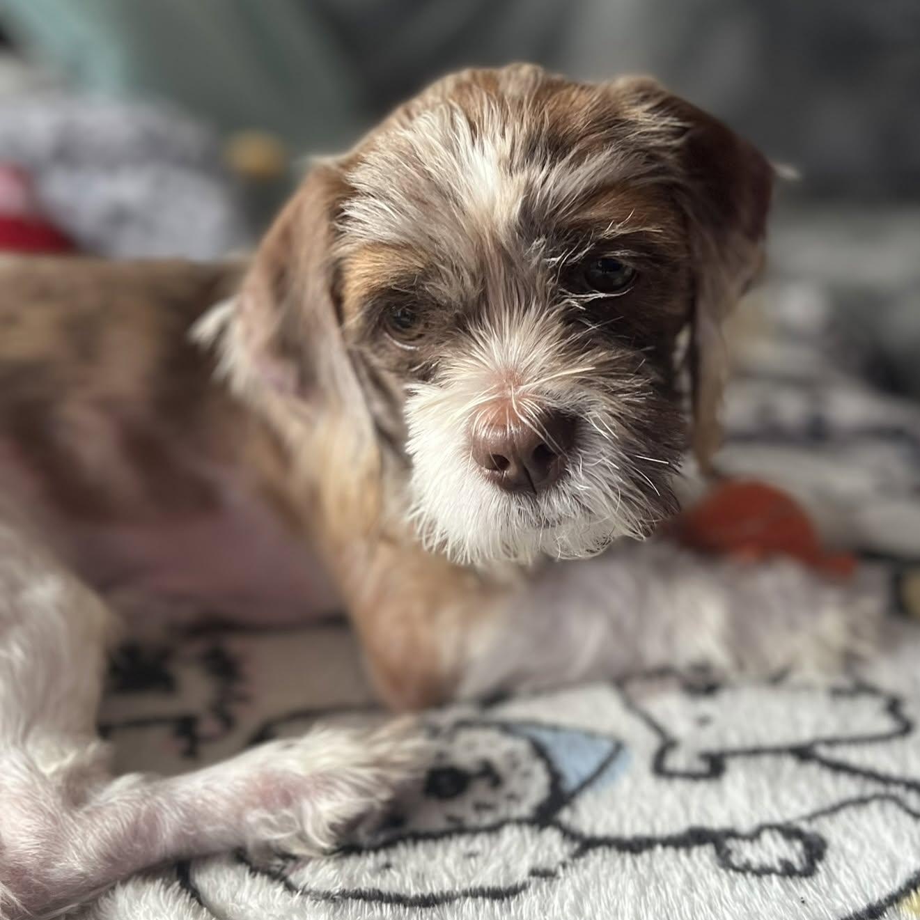 Enlarge Buster, a Adoptable mixed breed in Scarborough, ON image 5/6