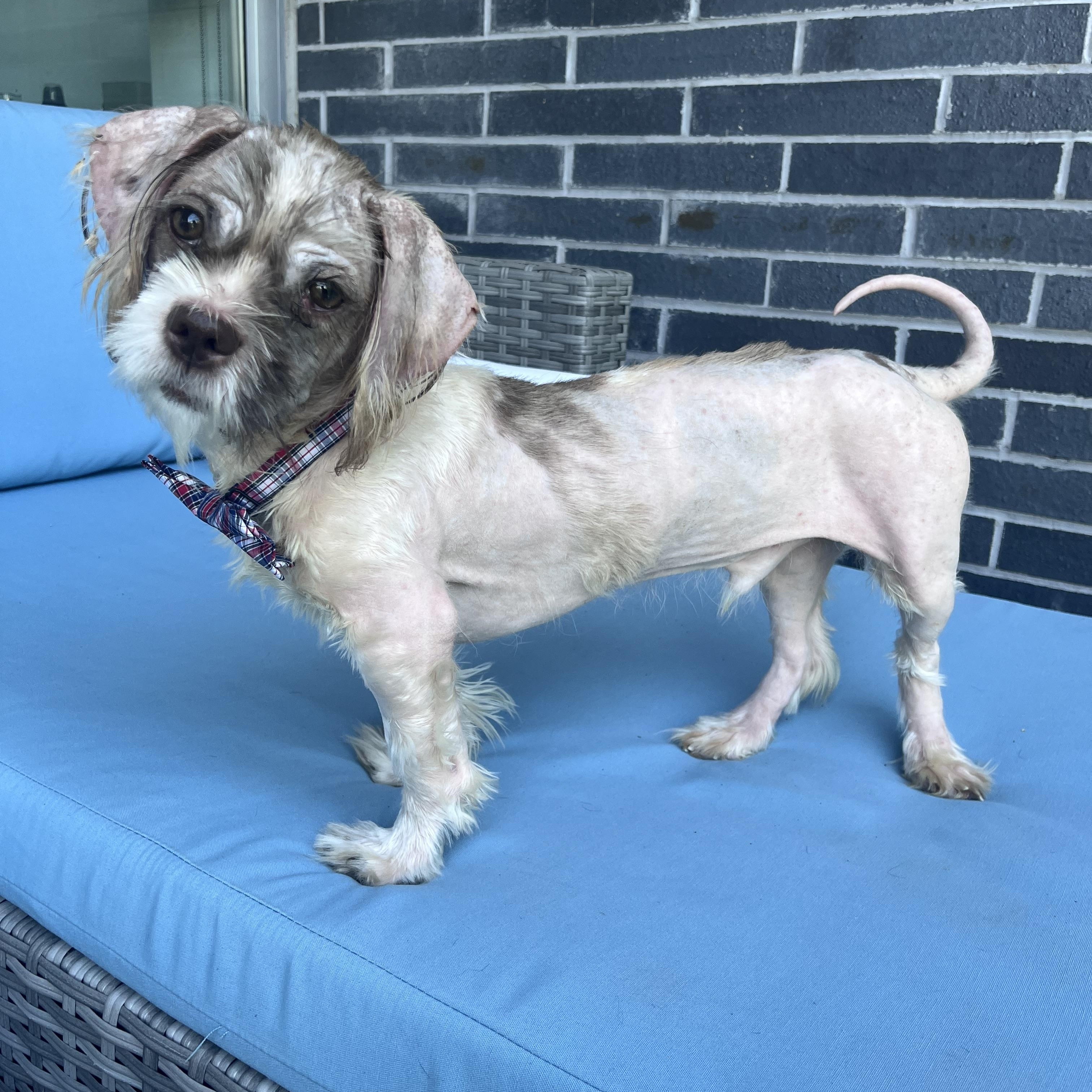 Enlarge Buster, a Adoptable mixed breed in Scarborough, ON image 2/6