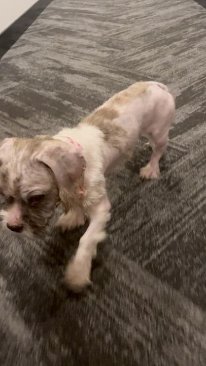 Enlarge Buster, a Adoptable mixed breed in Scarborough, ON video 6/6