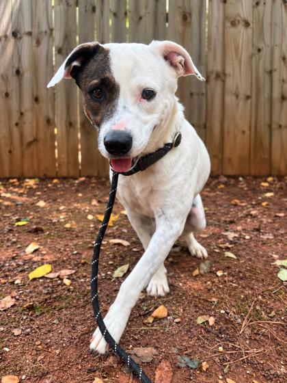 Enlarge Clover, a Adoptable mixed breed in Cumming, GA image 1/3