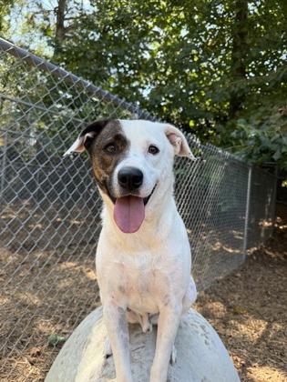 Enlarge Clover, a Adoptable mixed breed in Cumming, GA image 2/3