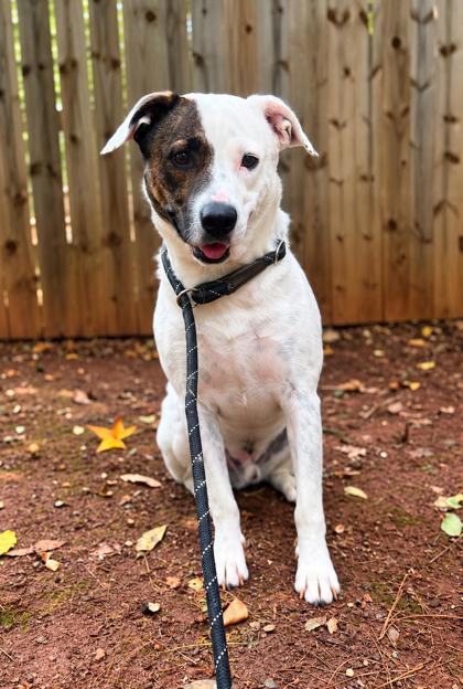 Enlarge Clover, a Adoptable mixed breed in Cumming, GA image 3/3