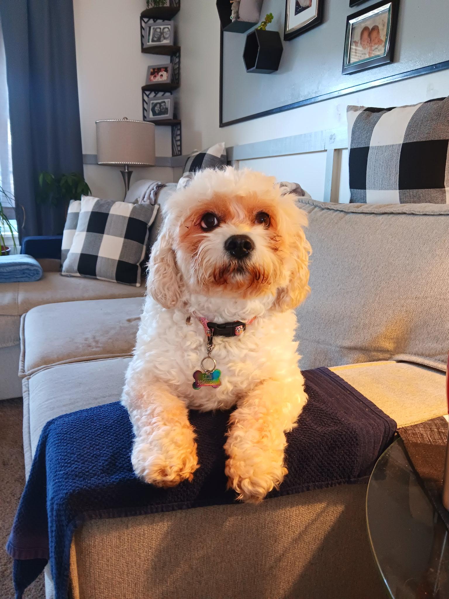 Lily, Adopted, Senior Female Cavachon.