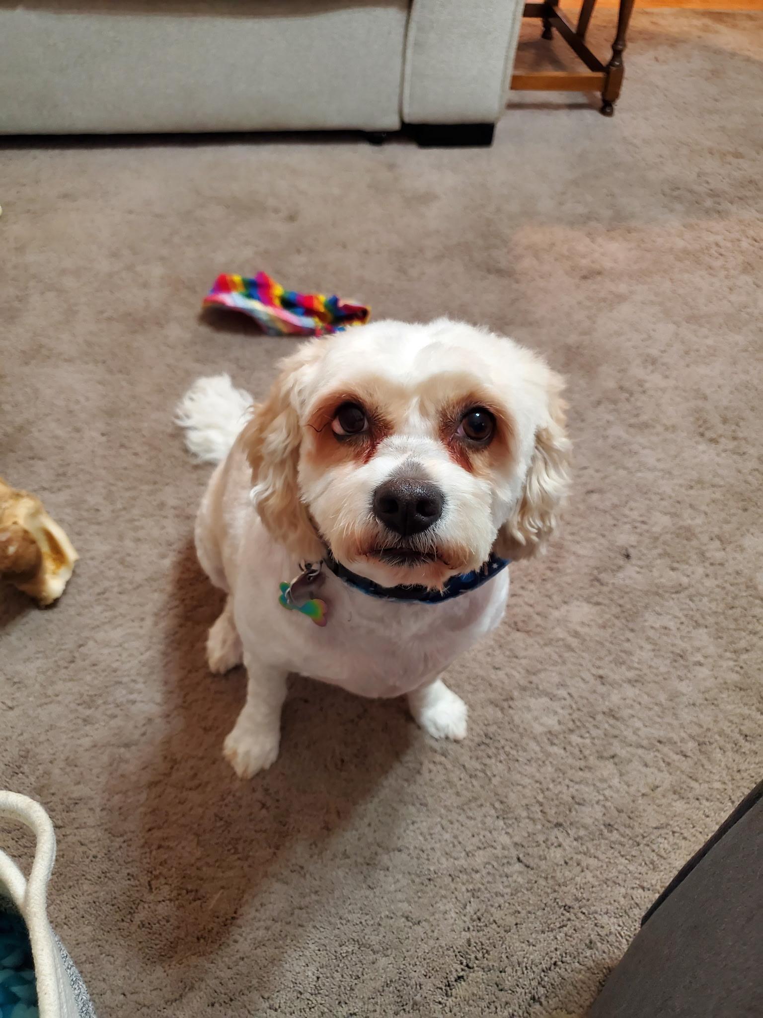 Enlarge Lily, a Adopted Cavachon in Georgetown, DE image 2/5