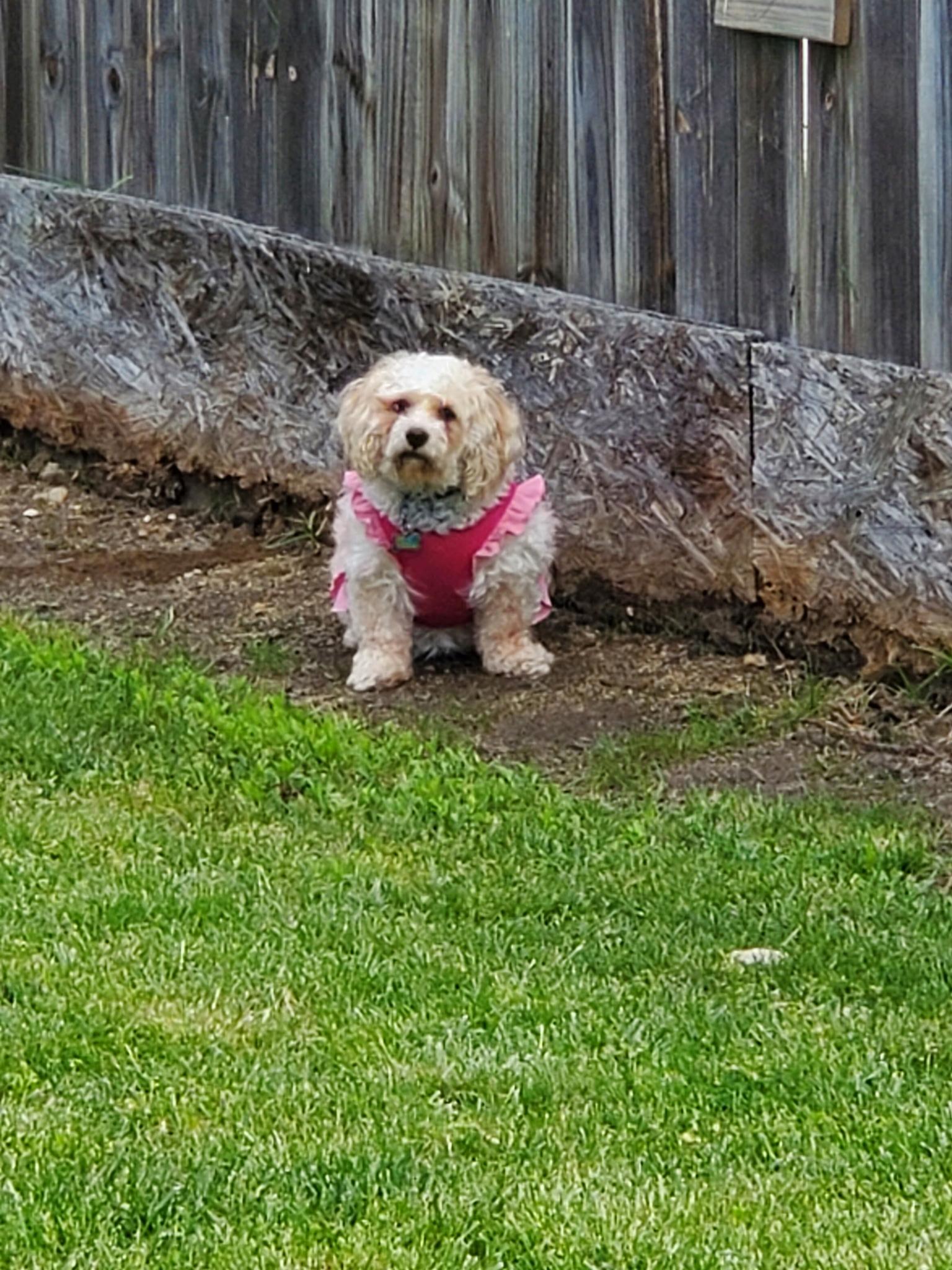 Enlarge Lily, a Adopted Cavachon in Georgetown, DE image 3/5