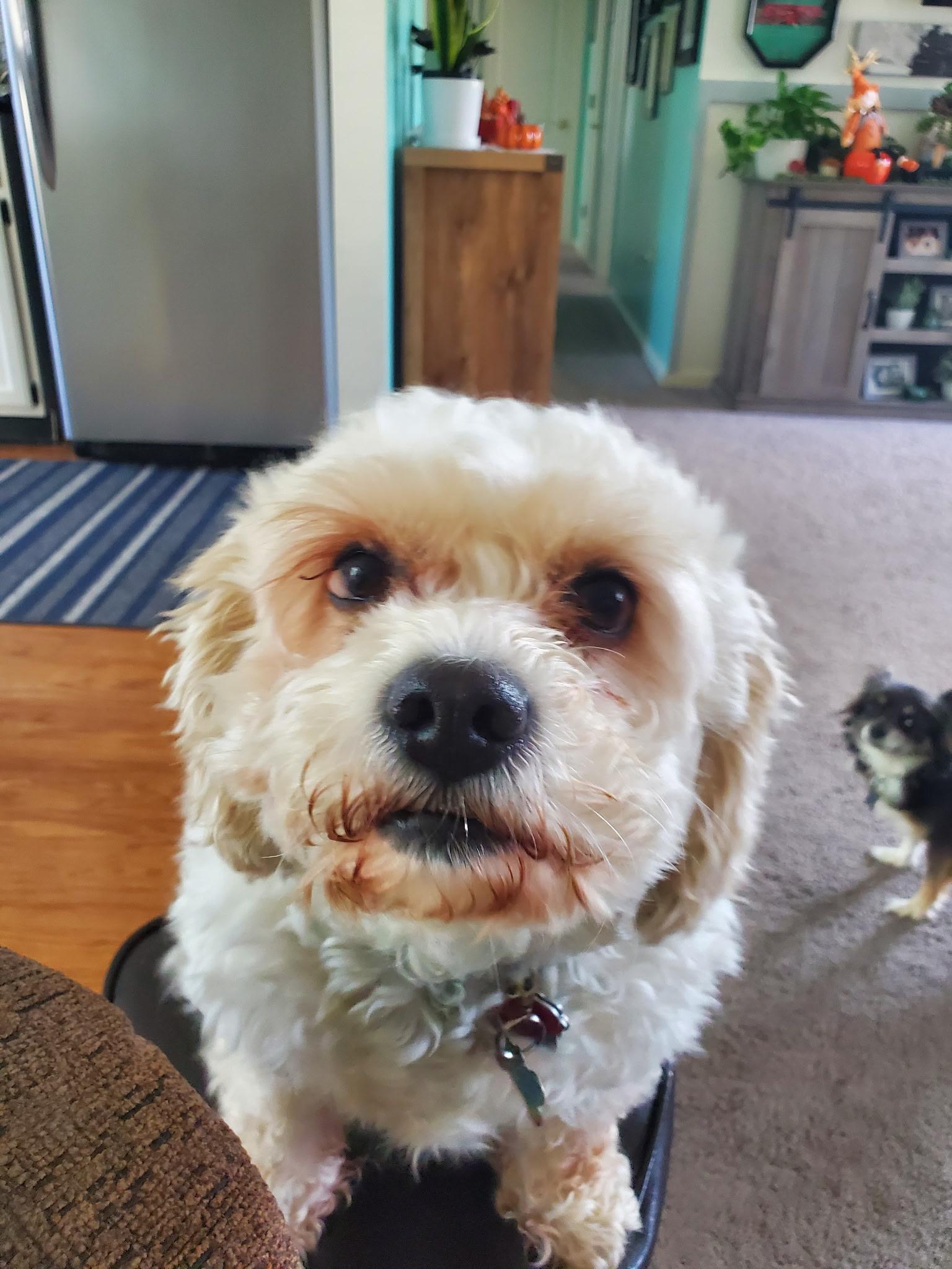 Enlarge Lily, a Adopted Cavachon in Georgetown, DE image 4/5