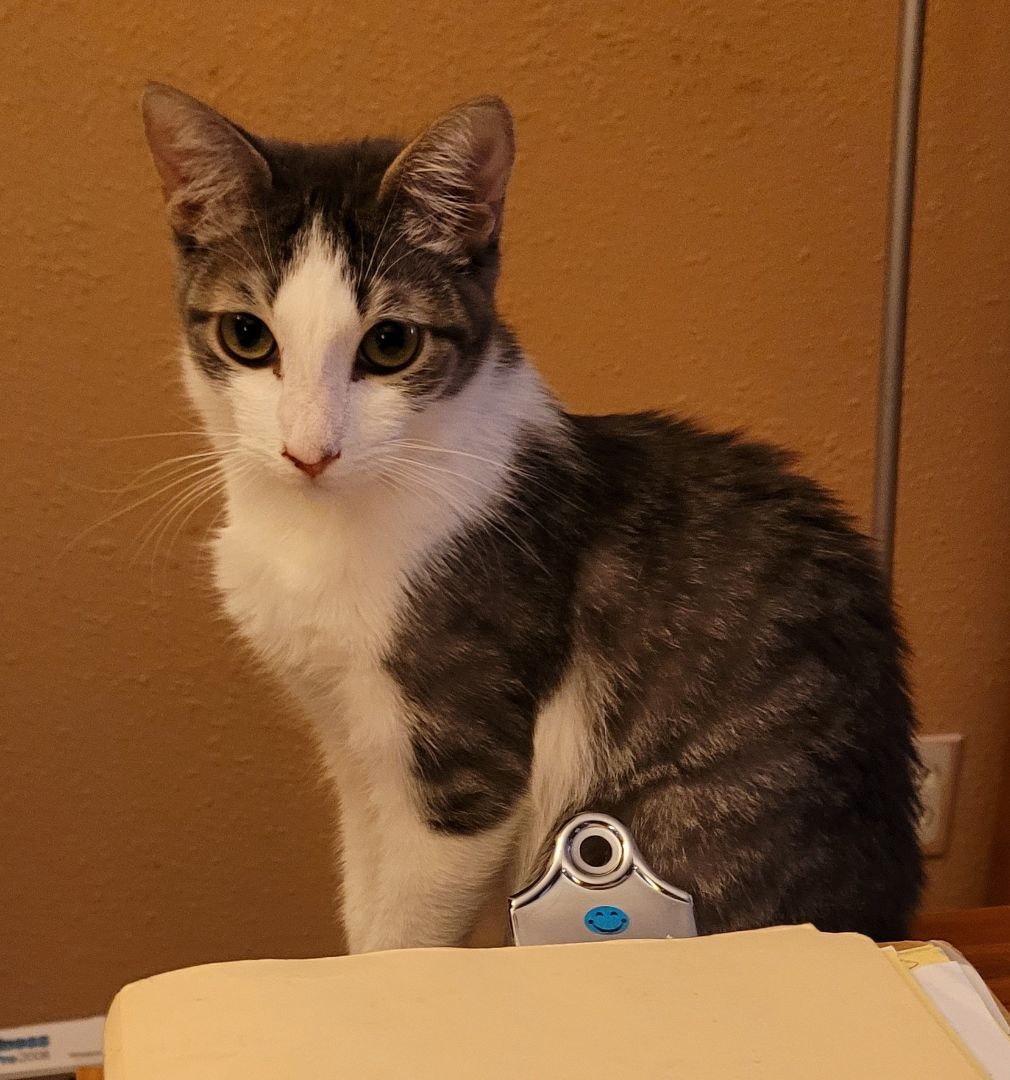 Enlarge Wyatt, a Adoptable Domestic Short Hair in RIVERSIDE, CA image 1/2