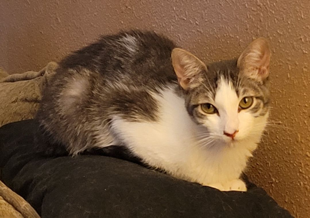 Enlarge Wyatt, a Adoptable Domestic Short Hair in RIVERSIDE, CA image 2/2