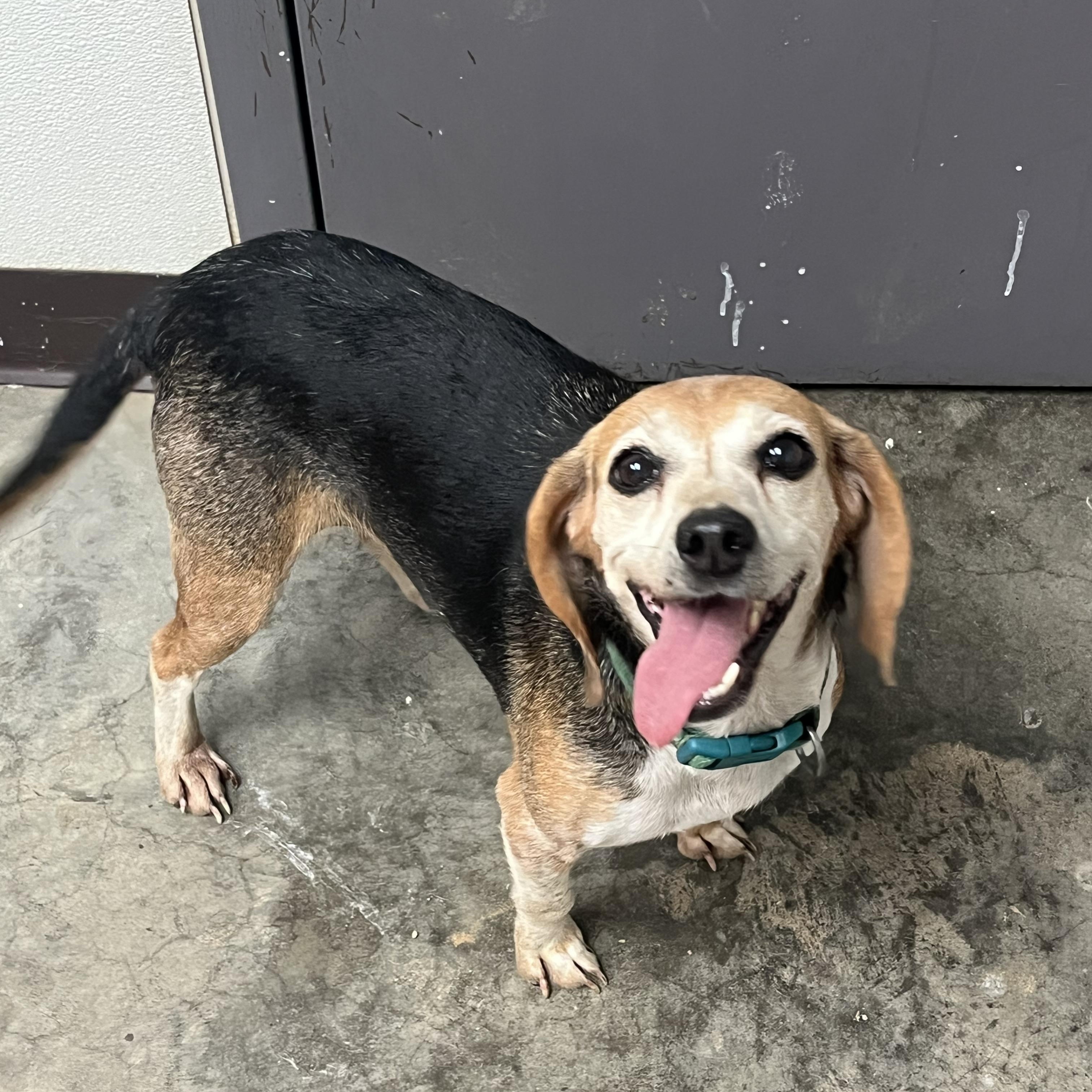 Enlarge Sadie, a ADOPTABLE mixed breed in Pomeroy, OH image 2/2