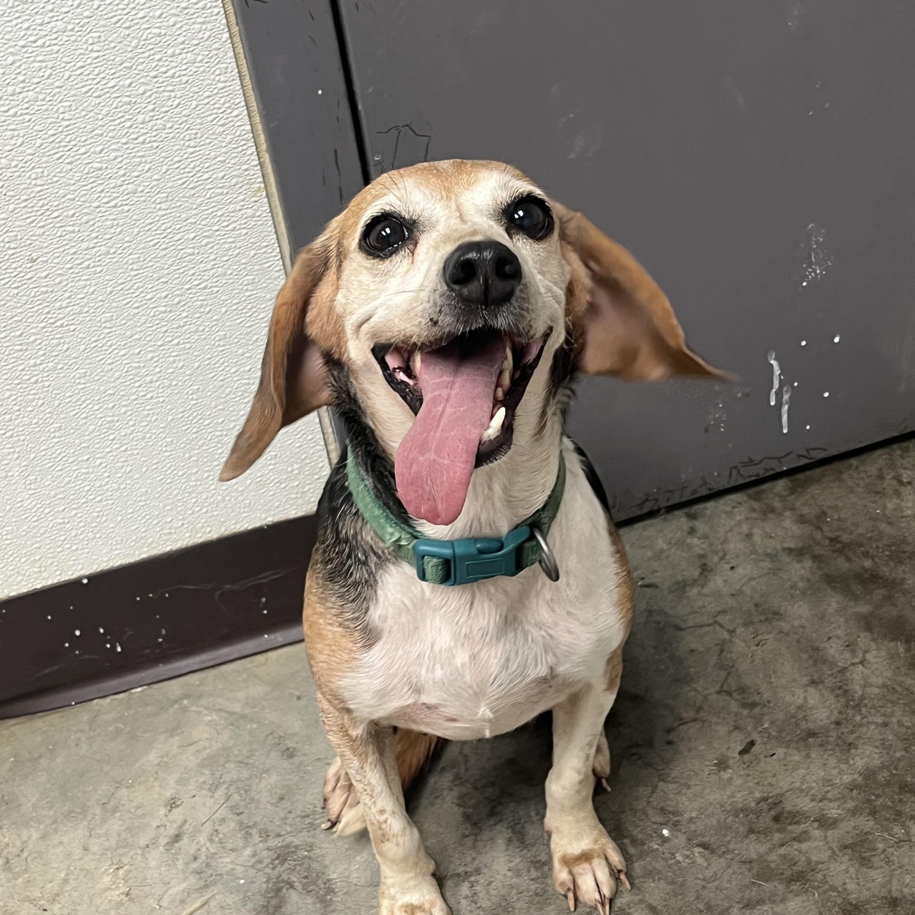 Sadie, ADOPTABLE, Adult Female Mixed Breed & Beagle.
