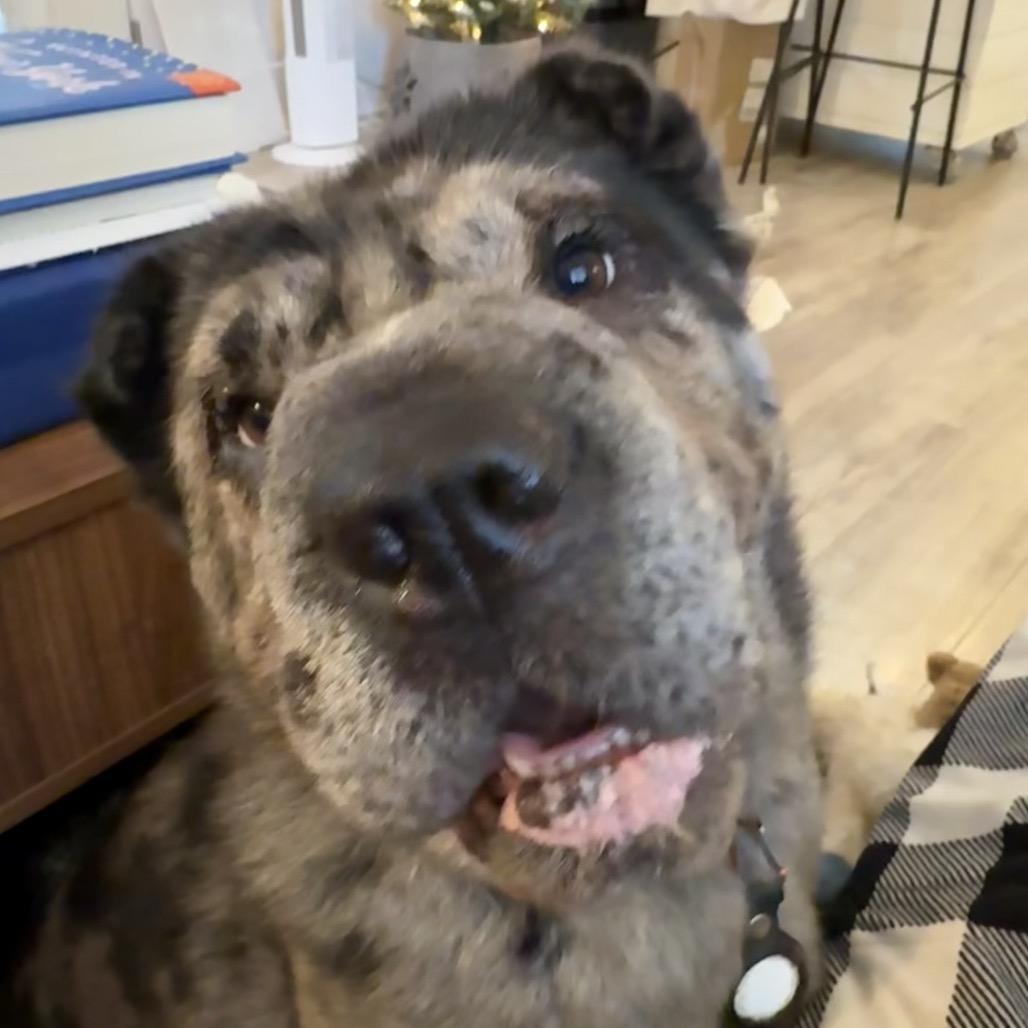 Mickey Merlin (Dallas)