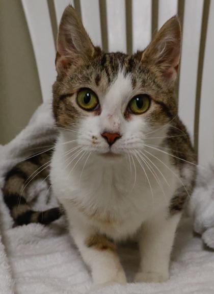 Enlarge Taco, a Adoptable mixed breed in Baraboo, WI image 1/3