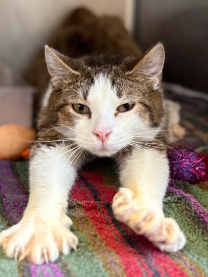 Enlarge Taco, a Adoptable mixed breed in Baraboo, WI image 2/3