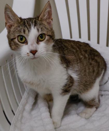 Enlarge Taco, a Adoptable mixed breed in Baraboo, WI image 3/3