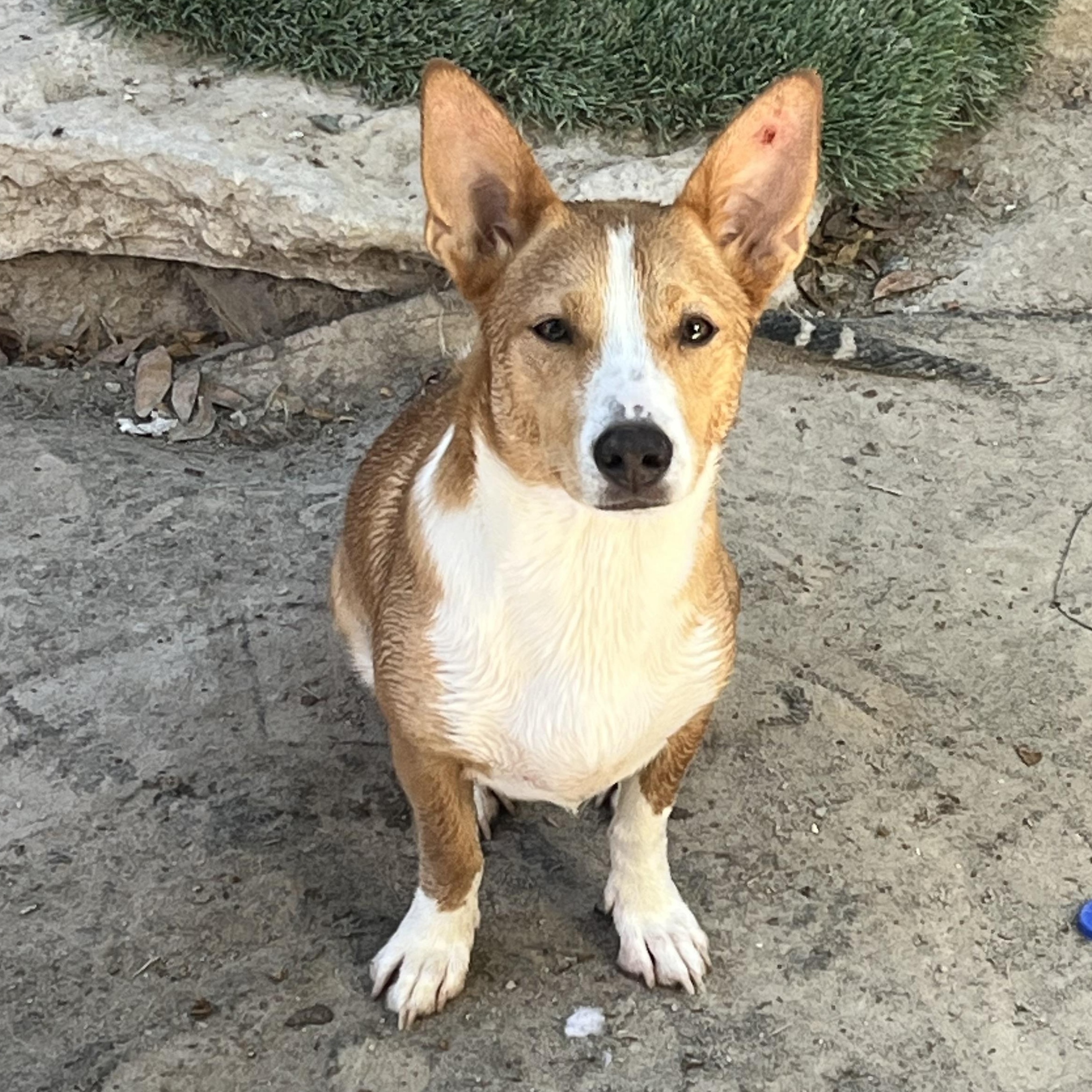 Enlarge Tinker, a ADOPTABLE mixed breed in Chula Vista, CA image 2/3