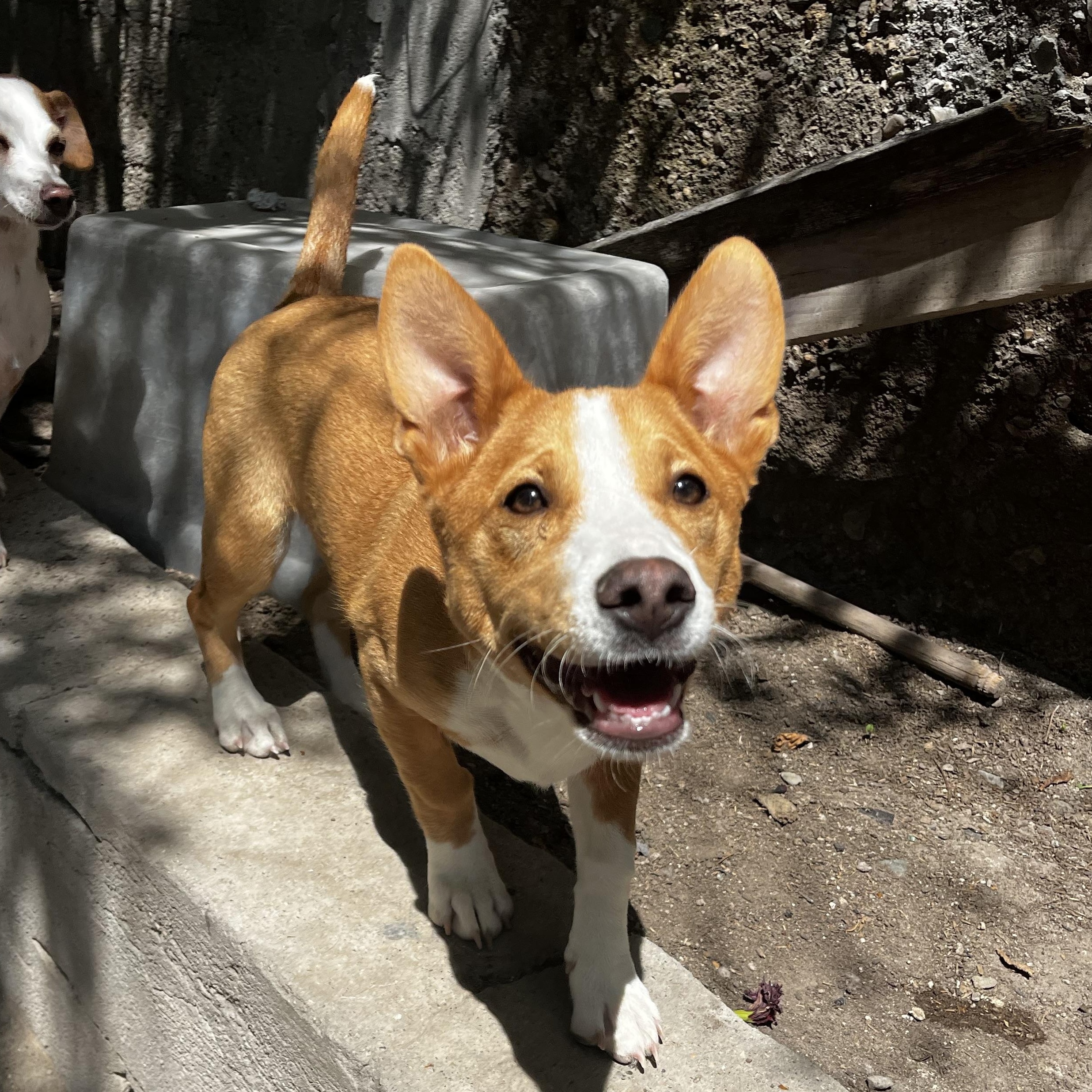 Tinker, ADOPTABLE, Young Female Corgi & Chihuahua.