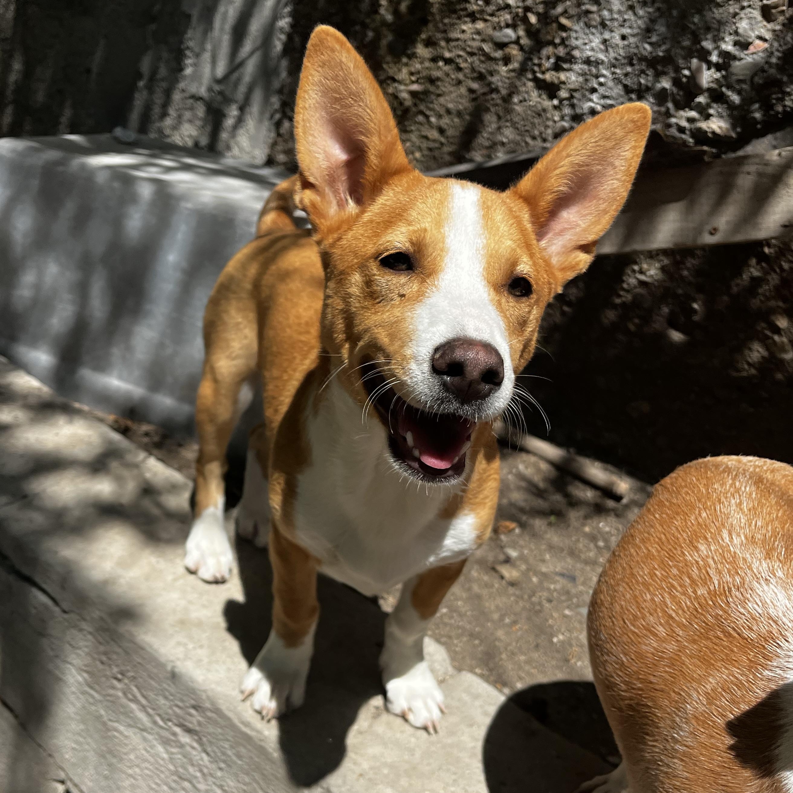 Enlarge Tinker, a ADOPTABLE mixed breed in Chula Vista, CA image 3/3