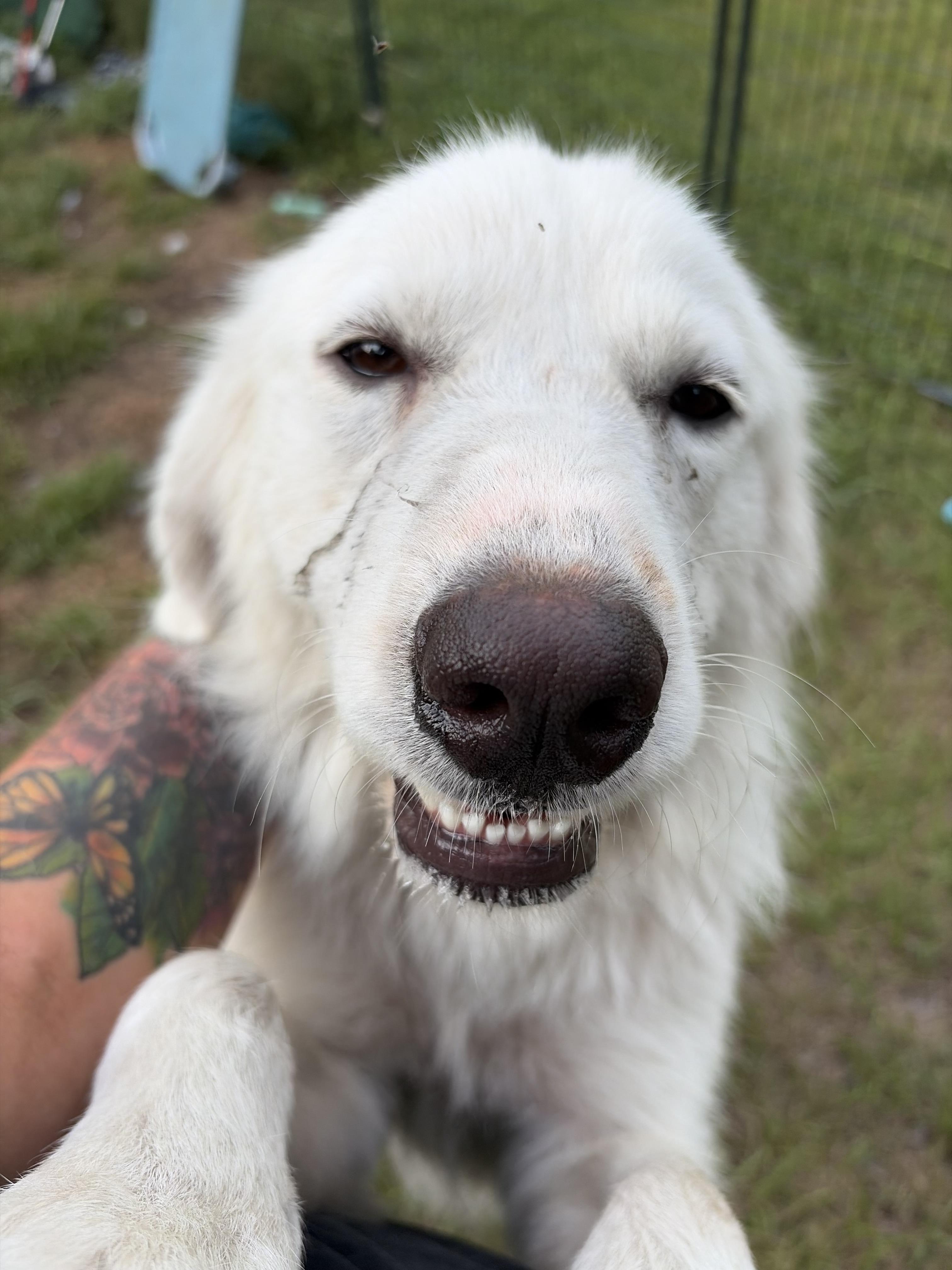 Bailey, a ADOPTABLE Great Pyrenees in Arcadia, FL image 3/3