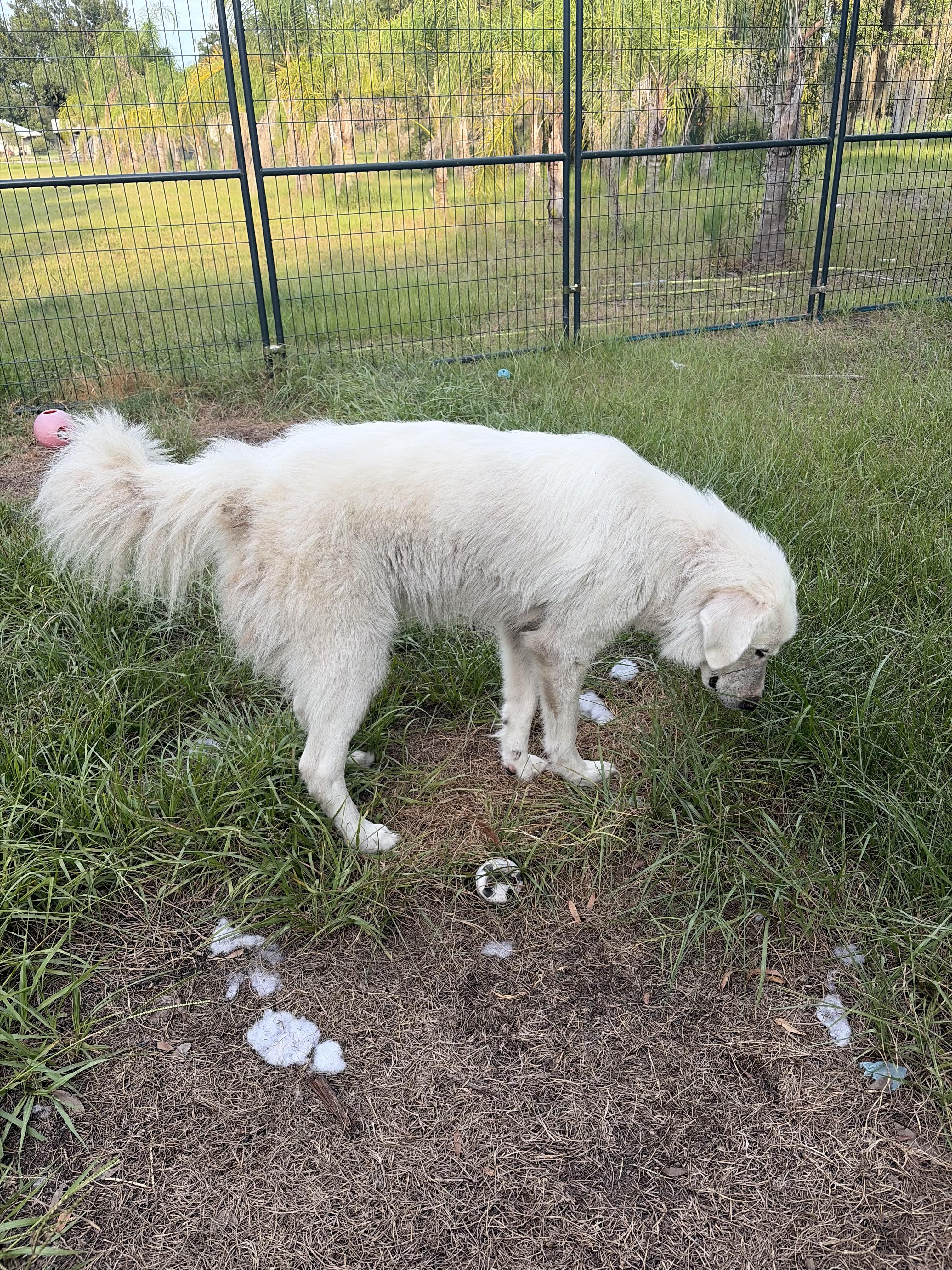 Bailey, a ADOPTABLE Great Pyrenees in Arcadia, FL image 1/3
