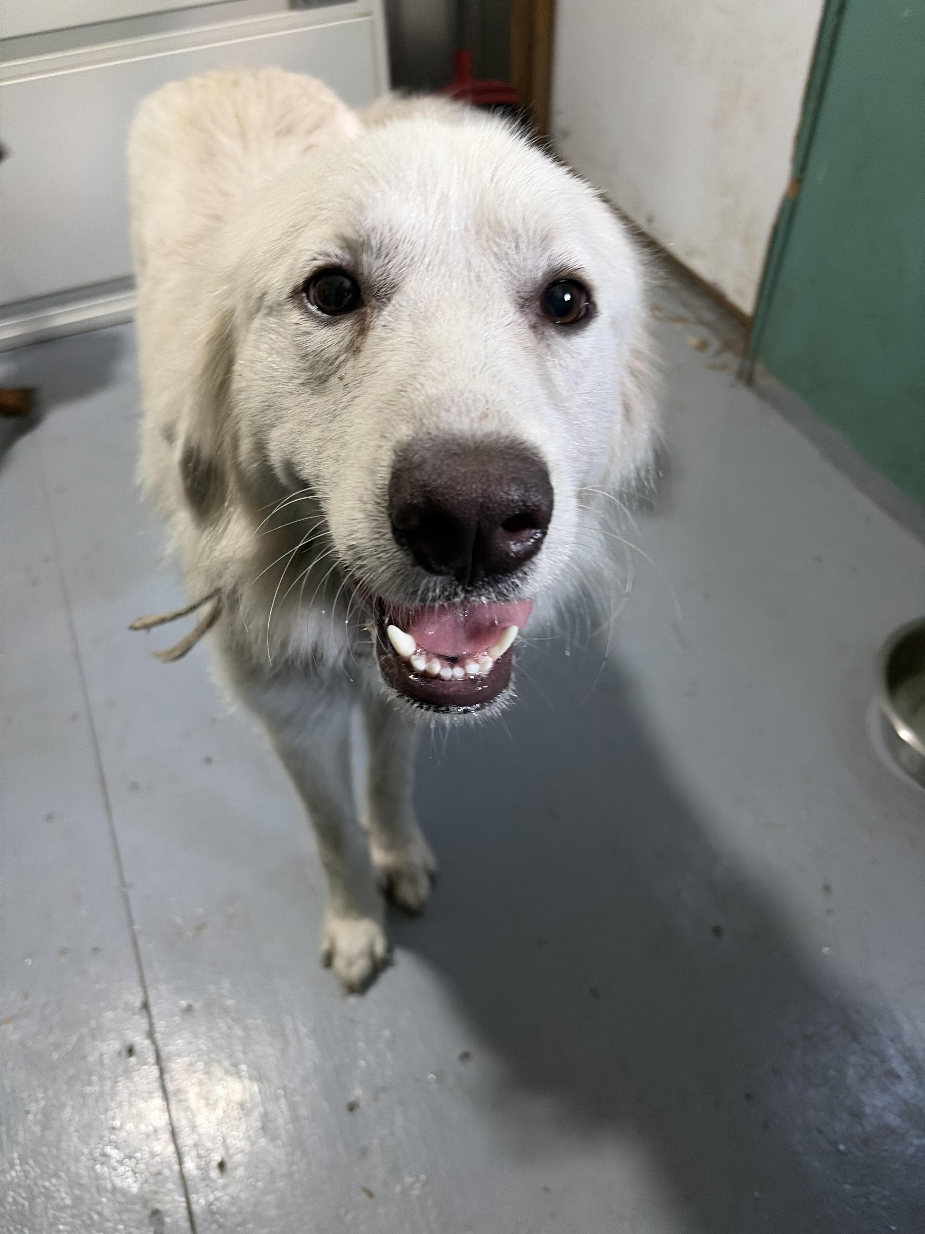 Bailey, a ADOPTABLE Great Pyrenees in Arcadia, FL image 2/3