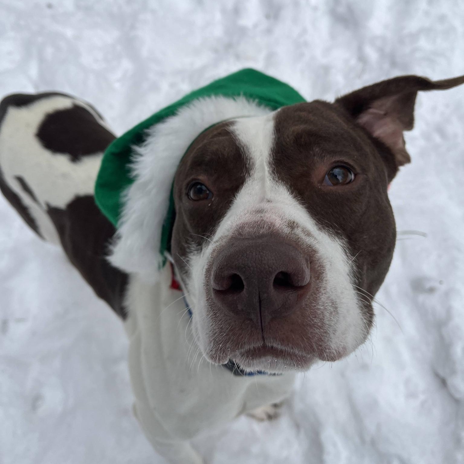 Snoop, Adoptable, Adult Male Pit Bull Terrier.