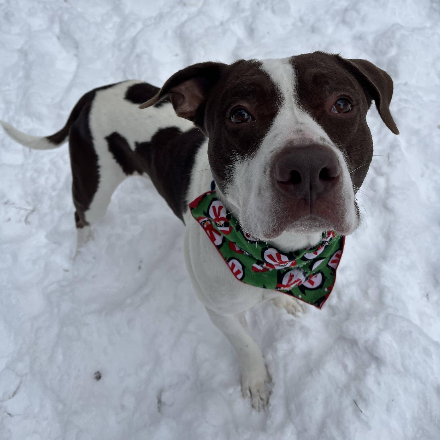 Enlarge Snoop, an adopted Pit Bull Terrier in Manistique, MI image 3/3