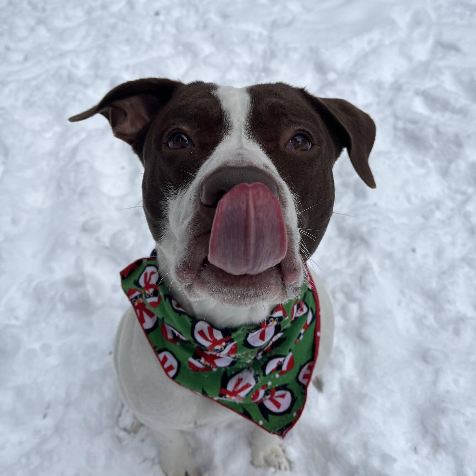Enlarge Snoop, an adopted Pit Bull Terrier in Manistique, MI image 2/3