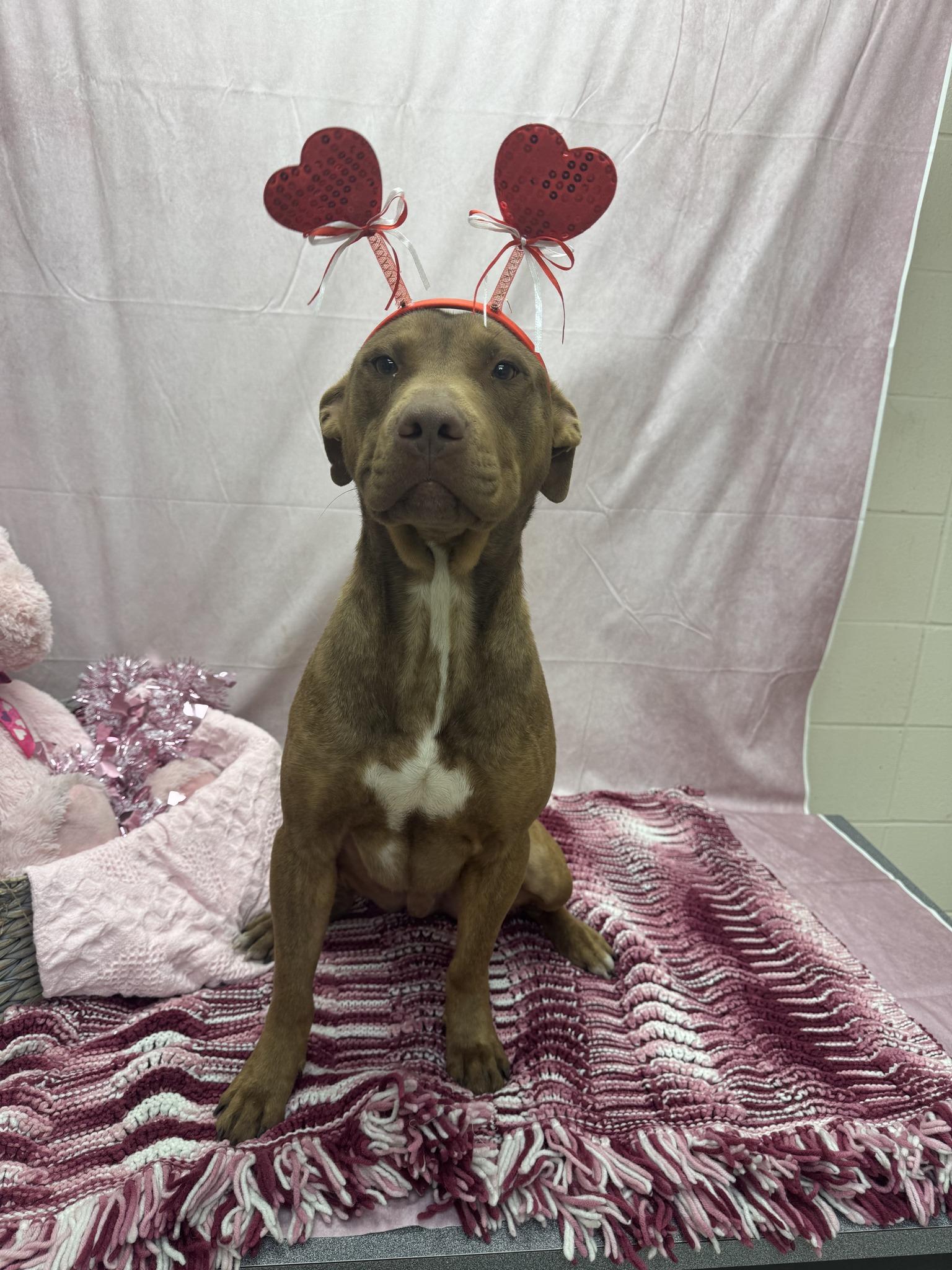 Snickers, a ADOPTABLE mixed breed in Statesboro, GA image 1/2