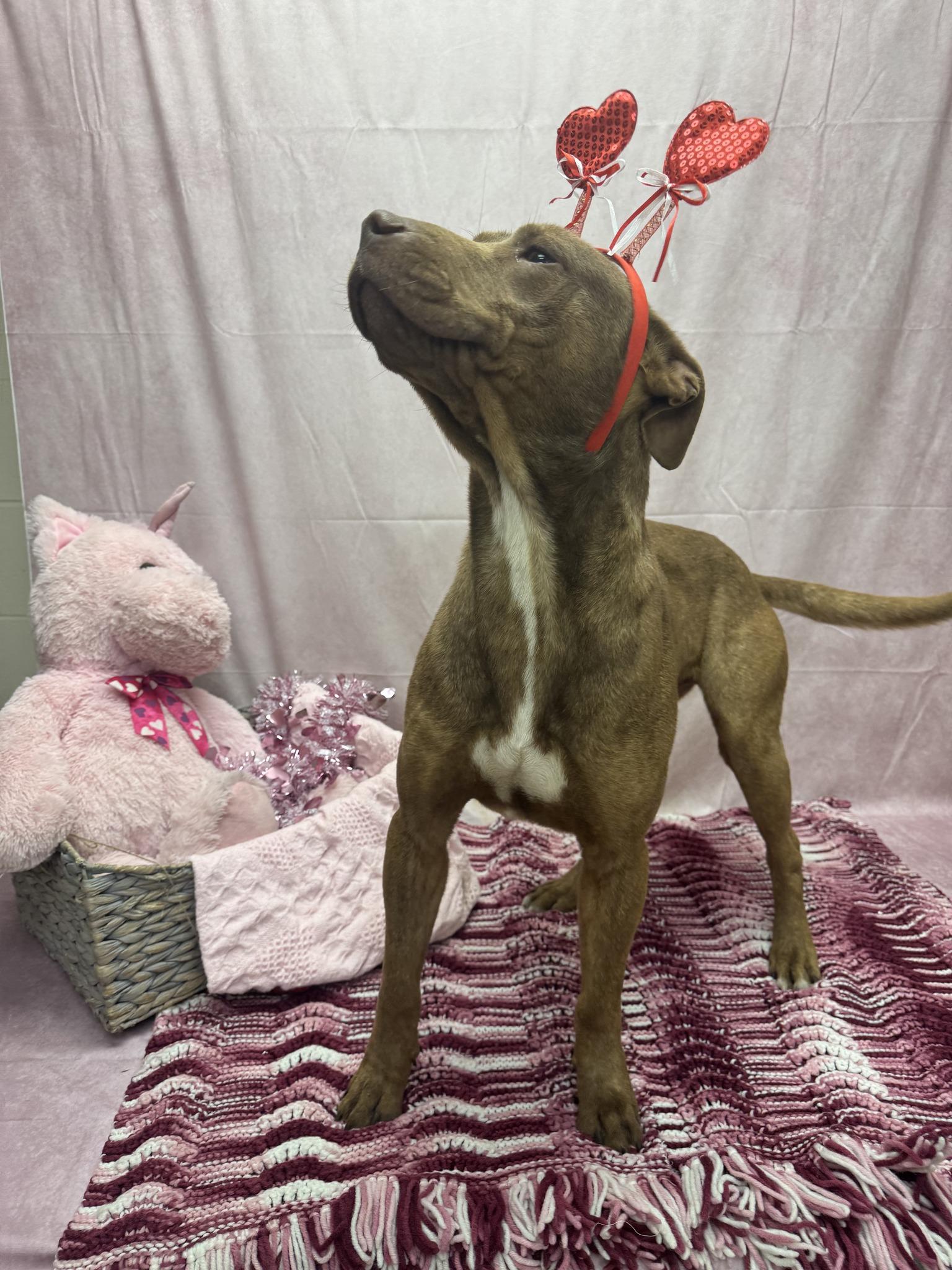 Snickers, a ADOPTABLE mixed breed in Statesboro, GA image 2/2