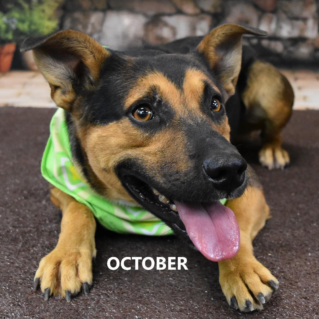 October, Adoptable, Adult Male Shepherd.