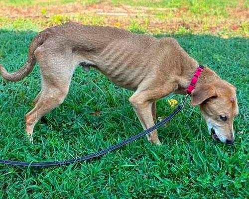 Enlarge Seargent Snacks, a Adoptable mixed breed in Wrightsville Beach, NC image 3/3