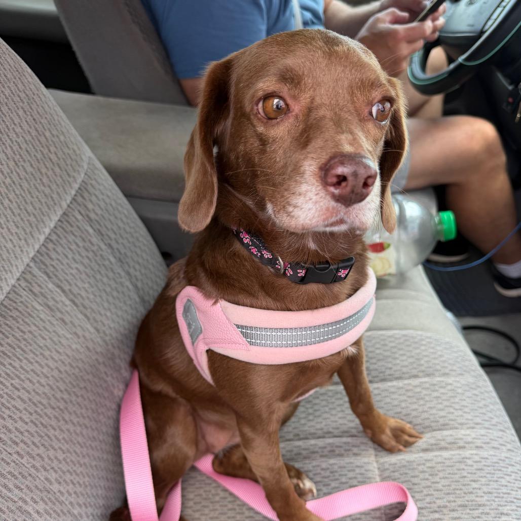 Rosie C-34356, a Adoptable mixed breed in Oklahoma City, OK image 1/6