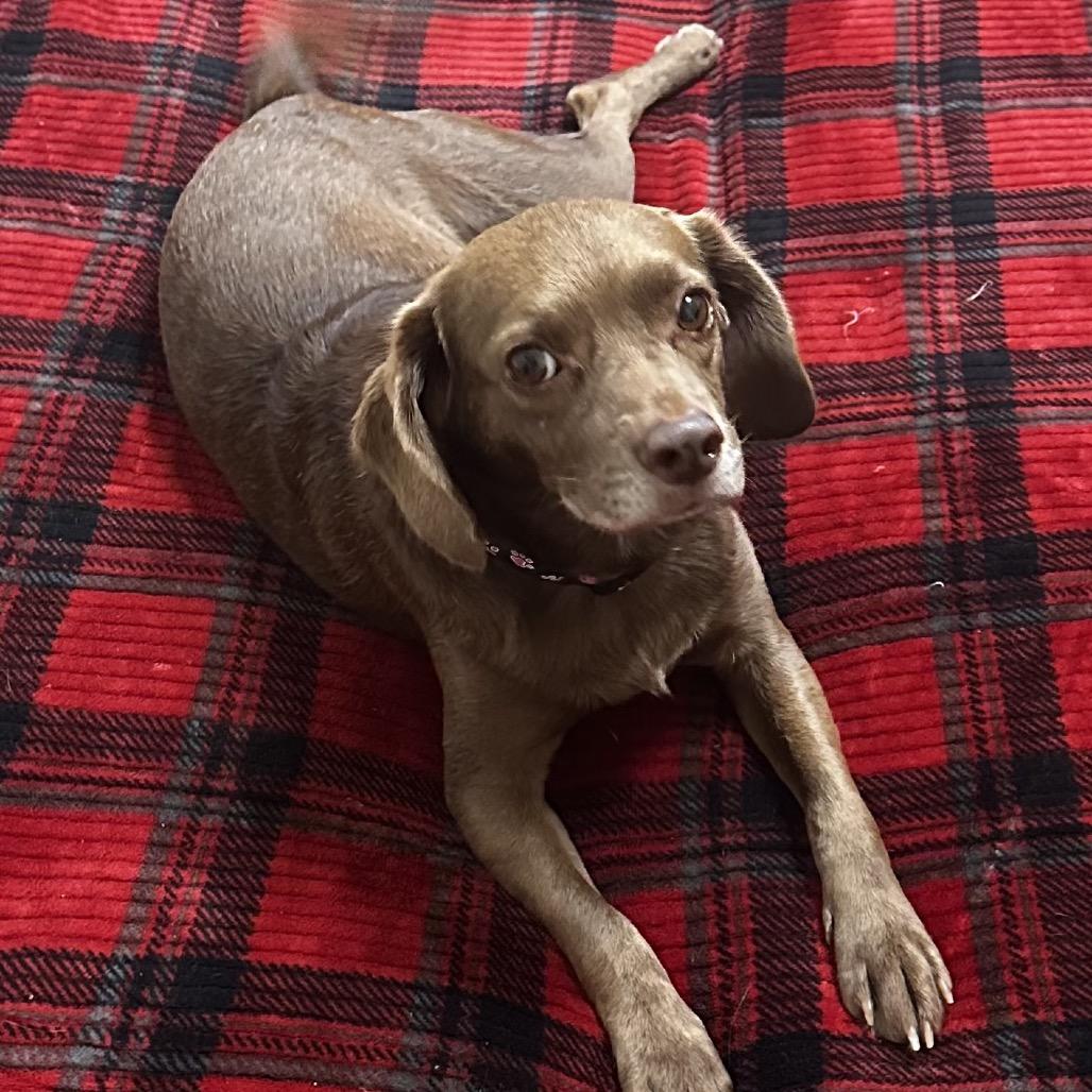 Rosie C-34356, a Adoptable mixed breed in Oklahoma City, OK image 5/6