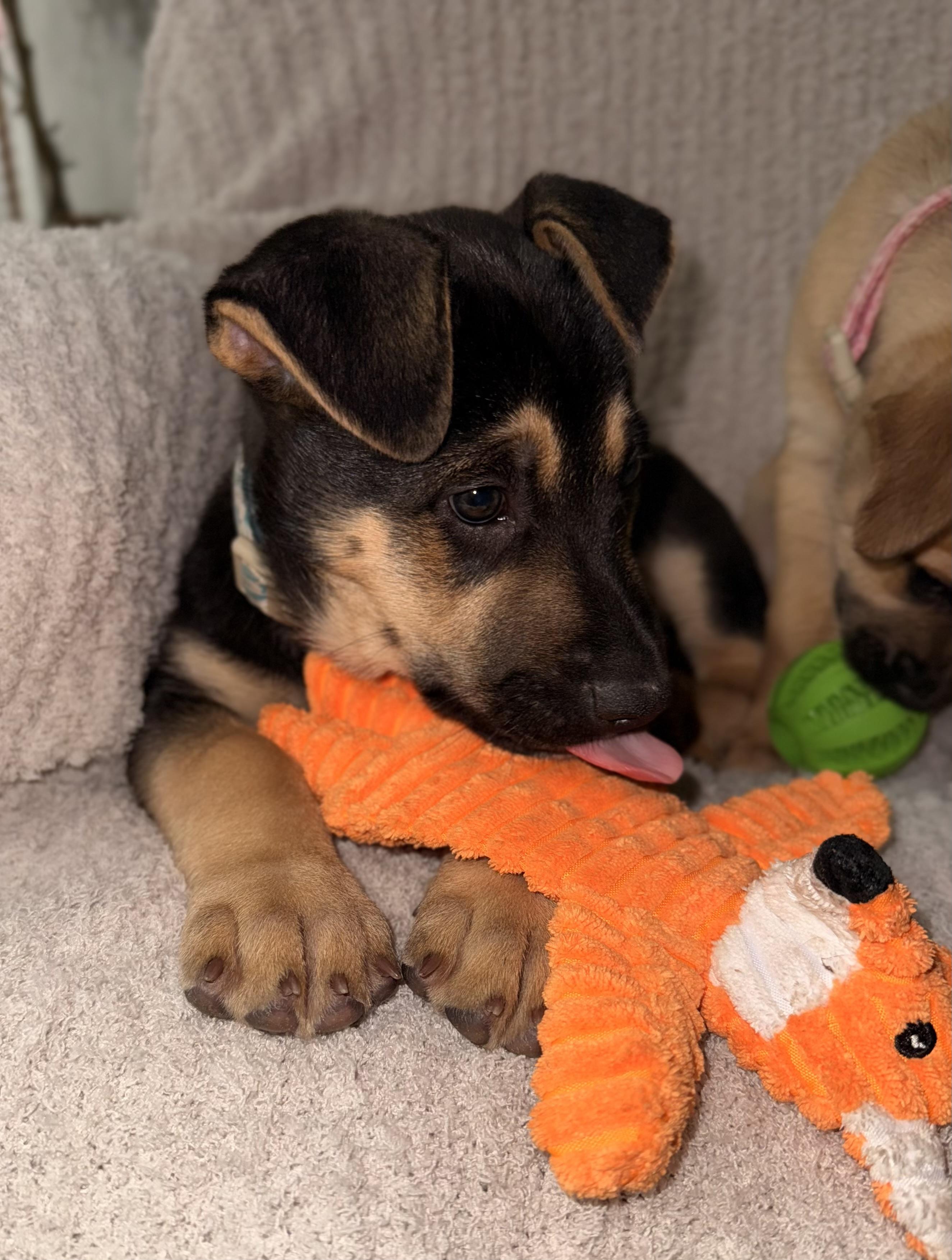 Enlarge William, an adopted mixed breed in Cypress, TX image 2/6