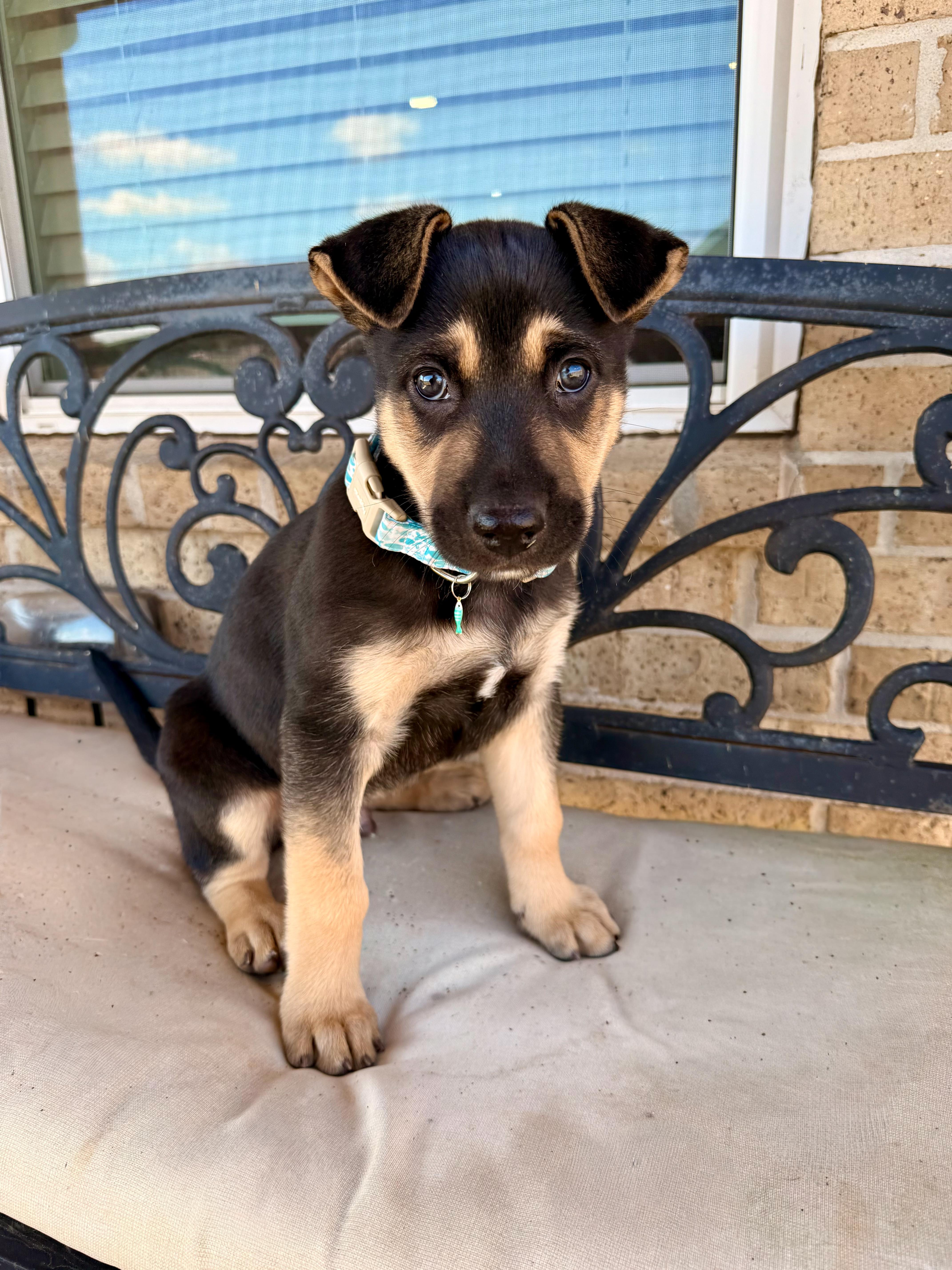 William, adopted, Puppy Male Labrador Retriever & Shepherd.